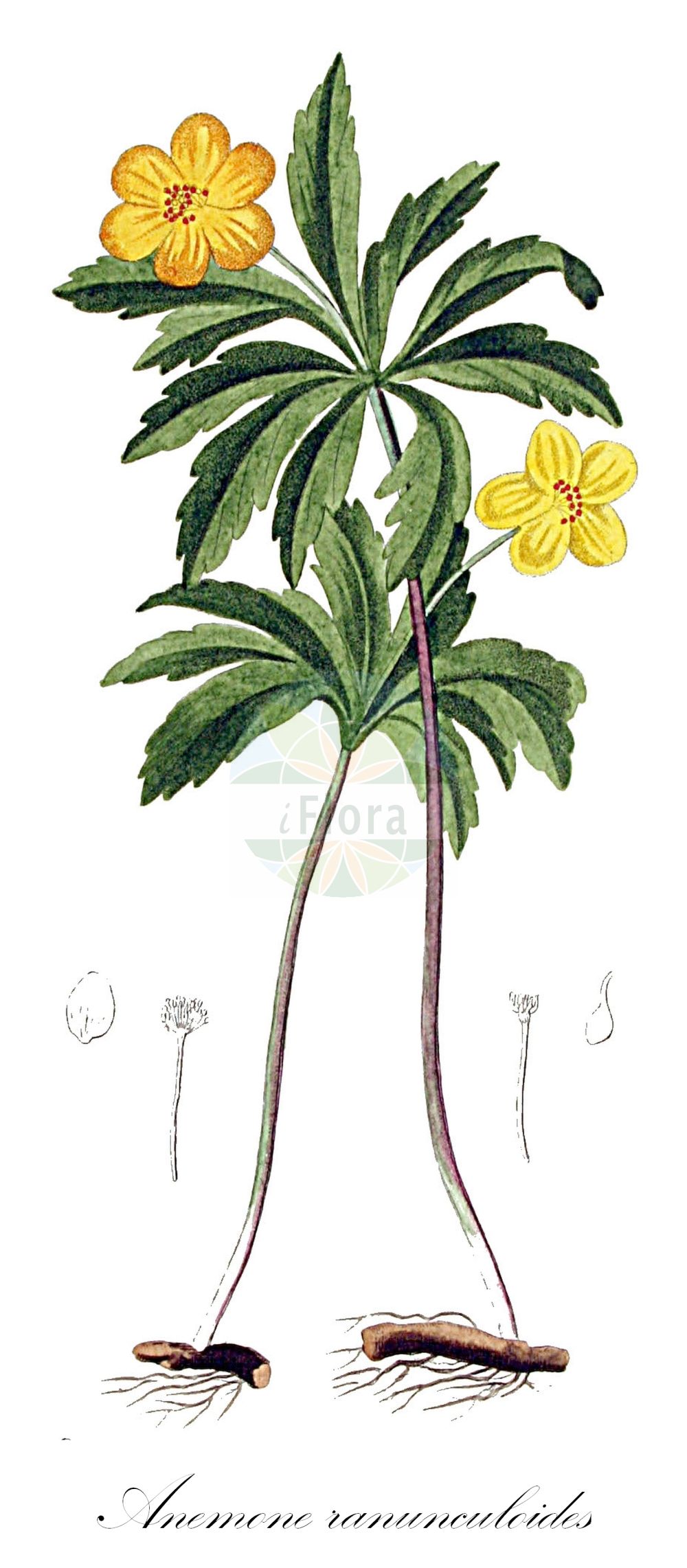 Anemonoides ranunculoides - Ranunculaceae,Plantae,Pteridobiotina,Angiosperms,Ranunculales,Ranunculaceae,Anemonoides,Anemonoides ranunculoides,Anemanthus ranunculoides, Anemonanthea ranunculoides, Anemone flava, Anemone jenisseensis, Anemone lutea, Anemone nemorosa subsp. ranunculoides, Anemone nemorosa-lutea, Anemone ranunculiflora, Anemone ranunculiformis, Anemone ranunculoides, Anemone ranunculoides subsp. jenisseensis, Anemone ranunculoides subsp. wockeana, Pulsatilla ranunculoides