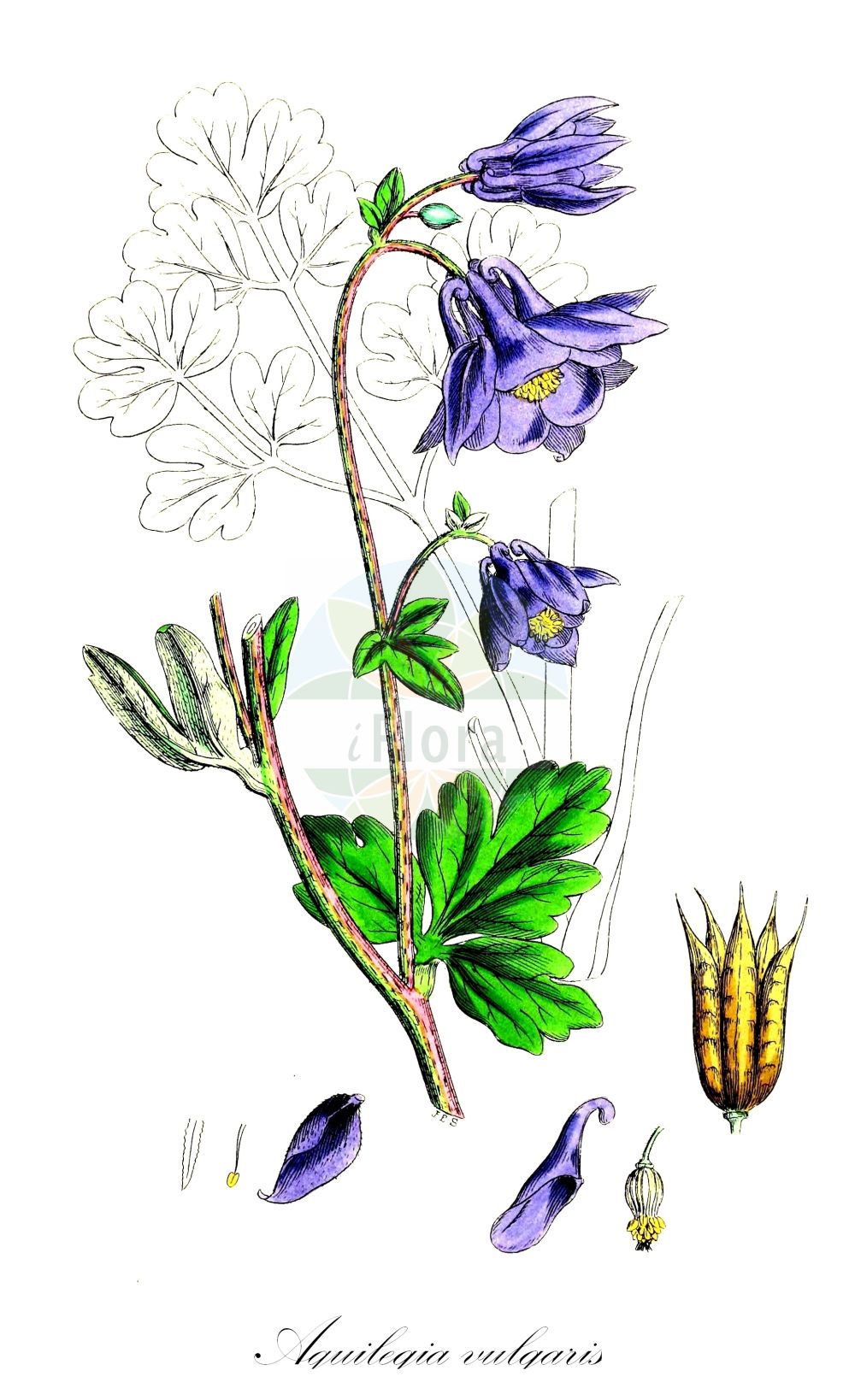 Aquilegia vulgaris - Ranunculaceae,Plantae,Pteridobiotina,Angiosperms,Ranunculales,Ranunculaceae,Aquilegia,Aquilegia vulgaris,Aquilegia alba, Aquilegia arbascensis, Aquilegia bertolonii var. parviflora, Aquilegia collina, Aquilegia corniculata, Aquilegia cornuta, Aquilegia cyclophylla, Aquilegia dumeticola, Aquilegia ebneri, Aquilegia ecalcarata, Aquilegia eynensis, Aquilegia glaucescens, Aquilegia glaucophylla, Aquilegia huteri, Aquilegia inversa, Aquilegia longisepala, Aquilegia mollis, Aquilegia nemoralis, Aquilegia nigricans var. ebneri, Aquilegia nivea, Aquilegia ochroleuca, Aquilegia platysepala, Aquilegia plena, Aquilegia praecox, Aquilegia recticornu, Aquilegia ruscinonensis, Aquilegia silvestris, Aquilegia speciosa, Aquilegia stellata, Aquilegia subalpina, Aquilegia sylvestris, Aquilegia versicolor, Aquilegia vulgaris f. aggericola, Aquilegia vulgaris f. arbascensis, Aquilegia vulgaris f. collina, Aquilegia vulgaris f. cornuta, Aquilegia vulgaris f. cyclophylla, Aquilegia vulgaris f. dumeticola, Aquilegia vulgaris f. mollis, Aquilegia vulgaris f. nemoralis, Aquilegia vulgaris f. praecox, Aquilegia vulgaris f. ruscinonensis, Aquilegia vulgaris f. subalpina, Aquilegia vulgaris subsp. hispanica, Aquilegia vulgaris subsp. subalpina, Aquilegia vulgaris var. aggericola, Aquilegia vulgaris var. albiflora, Aquilegia vulgaris var. arbascensis, Aquilegia vulgaris var. collina, Aquilegia vulgaris var. corniculata, Aquilegia vulgaris var. cyclophylla, Aquilegia vulgaris var. dumeticola, Aquilegia vulgaris var. ebneri, Aquilegia vulgaris var. elegans, Aquilegia vulgaris var. eynensis, Aquilegia vulgaris var. glabella, Aquilegia vulgaris var. glabra, Aquilegia vulgaris var. glandulosopilosa, Aquilegia vulgaris var. hispanica, Aquilegia vulgaris var. huteri, Aquilegia vulgaris var. incisa, Aquilegia vulgaris var. longisepala, Aquilegia vulgaris var. longisepala, Aquilegia vulgaris var. mollis, Aquilegia vulgaris var. nemoralis, Aquilegia vulgaris var. nivea, Aquilegia vulgaris var. notabilis, Aquilegia vulgaris var. ochroleuca, Aquilegia vulgaris var. parviflora, Aquilegia vulgaris var. platysepala, Aquilegia vulgaris var. praecox, Aquilegia vulgaris var. pratensis, Aquilegia vulgaris var. pseudoatrata, Aquilegia vulgaris var. rifiensis, Aquilegia vulgaris var. ruscinonensis, Aquilegia vulgaris var. stellata, Aquilegia vulgaris var. subalpina, Aquilegia vulgaris var. subtomentosa, Aquilegia vulgaris var. sylvestris, Aquilegia vulgaris var. varia, Aquilegia winterbottomiana, Aquilina vulgaris,Gewöhnliche Akelei;Dunkle Akelei;Schwarzviolette Akelei;Schwarze Akelei;Gemeine Akelei;columbine;ancolie vulgaire;european columbine;Ancolie commune;ancolie commune de Corse;ancolie vulgaire;aiglantine;bonne dame;bonne femme;clochette;colombine;cornette;galantine;gants-de-Notre-Dame;gonneau;manteau royal;aguileña;aquileña;capa de rey;clérigos;clérigos boca abajo;farolillos;flor de los celos;frailes boca abajo;manto real;pajarilla;palomilla;palominera;pelécanos;pelícanos;Aquilegia comune;wilde akelei;aquilégia;columbina;erva-pombinha;fidalguinhos;luvas-de-nossa-senhora;pombinhos;roquete;viúvas;водосбор обыкновенный;akilega e zakonshme;kanilqyqe;kolumbina;aliguenya;badola;bonet blau;bonet de capella;corniol;corniol vulgar;corns;guants de perfetamor;ocellets;perfetamor;obični pakujac;akleja;akeleje;orlik pospolity;akiregia;itokuri-sô;アキレギア;イトクリソウ;navadna orlica;közönséges harangláb;orlíček obecný;căldăruşă;orlíček obyčajný;orlíček pospolitý;орлики звичайні;обикновен кандилка;синя ведрица;harilik kurekell;parastā ozolīte;akeleie;lehtoakileja;кандилица;кандилка;попина капица;paprastasis sinavadas;kuku-belarra;kukuprraka