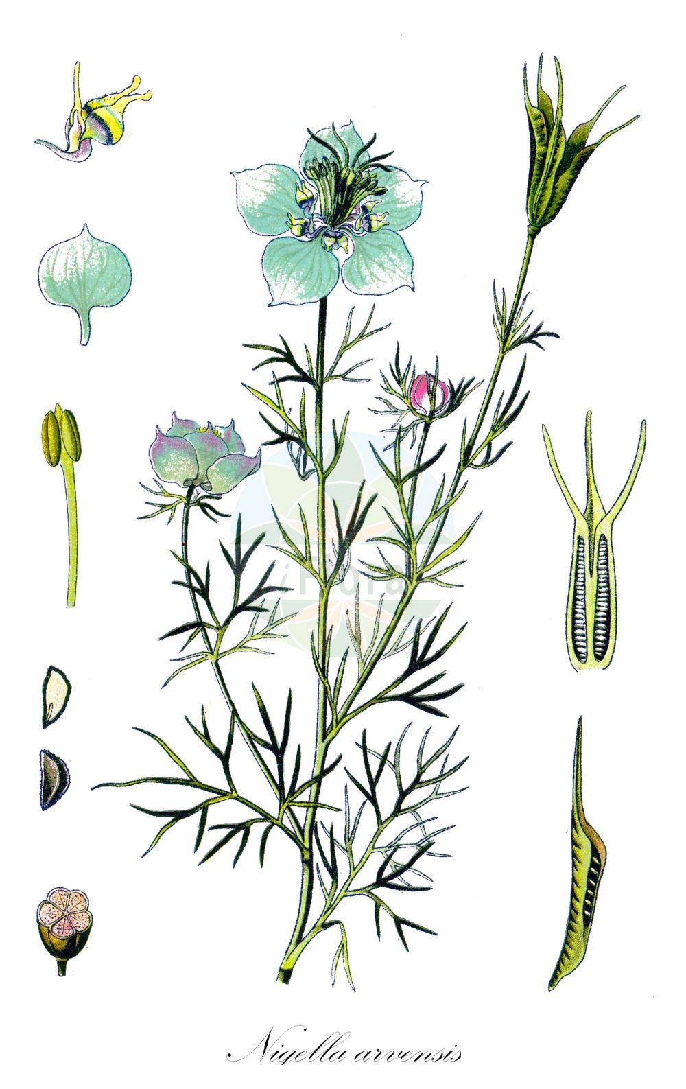 Nigella arvensis - Ranunculaceae,Plantae,Pteridobiotina,Angiosperms,Ranunculales,Ranunculaceae,Nigella,Nigella arvensis,Nigella agrestis, Nigella aspera, Nigella doliata, Nigella foeniculacea, Nigella glauca, Nigella laevis, Nigella latifolia, Nigella tuberculata, Nigella tuberculata var. saronensis,Acker-Schwarzkümmel;nigella;field fennel flower;field nigella;wild fennel-flower;Nigelle des champs;nielle bâtarde;patte d'araignée;estrella de campo;aranuela menor;neguilla;arañuela menor;Damigella campestre;nigella dei campi;fiore di passione;wilde nigelle;barbas-de-velho;damas-entre-verde;чернушка полевая;tarla çörekotu;nigela e arave;nigelë;poljska crnjika;åkerkymmel;åkernigella;mark-nigella;czarnuszka polna;divja črnika;kandilla;vetési katicavirág;černucha rolní;negrușcă;černuška roľná;чорнушка польова;полска челебитка;åkersvartkarve;мачкови бркови;пољска црника;црника;ketzach hassadeh;קֶצַח הַשָּׂדֶה;μαυροκούκι