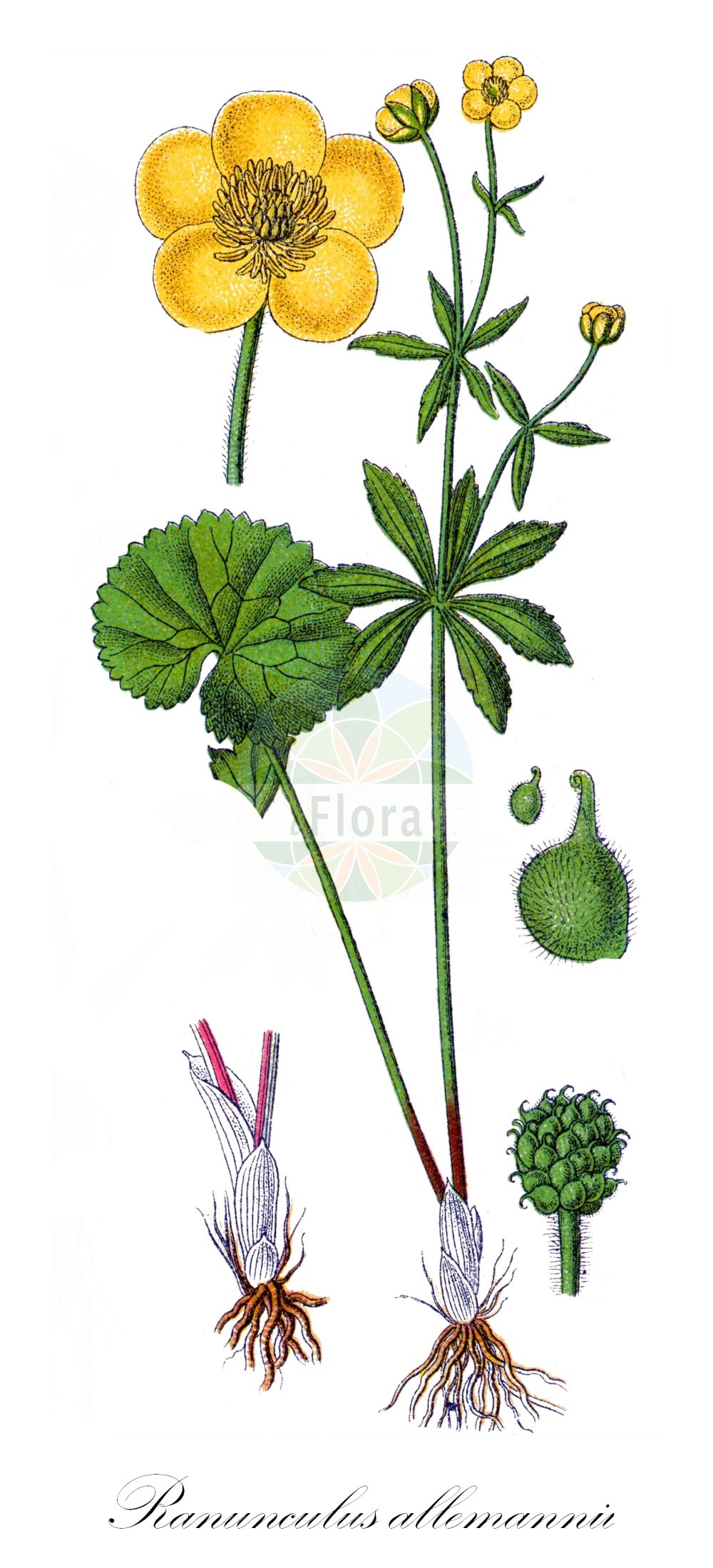 Ranunculus - Ranunculaceae,Biota,Plantae,Pteridobiotina,Tracheophyta,Magnoliopsida,Ranunculales,Ranunculaceae,Ranunculoideae,Ranunculus,Aphanostemma, Aspidophyllum, Batrachium, Buschia, Casalea, Cynomorbium, Cyprianthe, Flammula, Gampsoceras, Glossophyllum, Hecatonia, Hericinia, Ionosmanthus, Kumlienia, Leuconoe, Notophilus, Pachyloma, Pfundia, Ranula, Ranunculastrum, Rhopalopodium, Scotanum, Stylurus, Thora, Xerodera, Xiphocoma