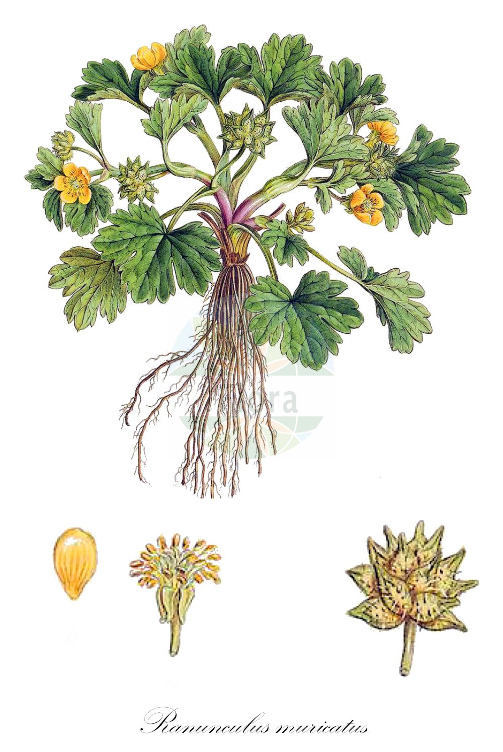 Ranunculus muricatus - Ranunculaceae,Plantae,Pteridobiotina,Angiosperms,Ranunculales,Ranunculaceae,Ranunculus,Ranunculus muricatus,Notophilus muricatus, Ranunculus cabulicus, Ranunculus coronatus, Ranunculus graecus, Ranunculus lavrentiadis, Ranunculus muricatus var. brasilianus, Ranunculus muricatus var. marginatus, Ranunculus palaris, Ranunculus ventricosus,Stachelfrüchtiger Hahnenfuß;rough-fruited buttercup;Renoncule hérissée;renoncule à petites pointes;renoncule pied-de-coq;renoncule muriquée;renoncule à fruits hérissés de pointes;hierba de la vaca;huante;pata de cabra;centella;guante;abrepuños;abrojos;abrojos a cinco;abrojos a cuatro;Ranuncolo di palude;Ranuncolo spinoso;ranunculo muricato;ranunculo pie-corvino;ranuncolo muricato;ranuncolo pie-corvino;stekel-boterbloem;stekelboterbloem;bugalho;bugalhó;botões-de-ouro;ranúnculo-de-pontas;лютик мягкоигольчатый;kutsaldefne;zhabinë;bodljikasti žabnjak;taggsmörblomma;togeminokitsunenobotan;トゲミノキツネノボタｎ;トゲミノキツネノボタン;bodičastoplodna zlatica;vetési boglárka;iskiernik mäkkoostenný;жовтець колючкуватий;шипоплодно лютиче;kamsoleie;nurit hazzizim;נוּרִית הַזִּיזִים;cì guǒ máo gèn;刺果毛茛