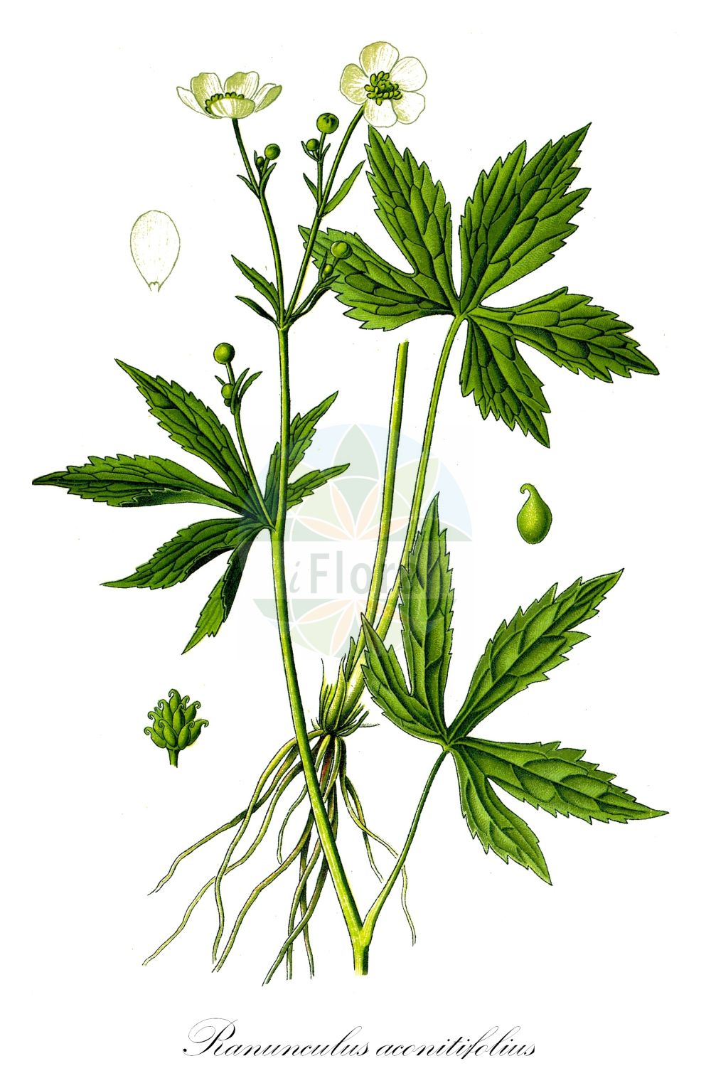 Ranunculus aconitifolius - Ranunculaceae,Plantae,Pteridobiotina,Angiosperms,Ranunculales,Ranunculaceae,Ranunculus,Ranunculus aconitifolius,Hecatonia aconitifolia, Hecatonia platanifolia, Ranula aconitifolia, Ranunculus argenteus, Ranunculus caballeroi, Ranunculus dealbatus, Ranunculus multiflorus, Ranunculus nyssanus, Ranunculus pacheri,Eisenhutblättriger Hahnenfuß;Eisenhut-Hahnenfuß;aconite-leaved buttercup;fair maids of france;white buttercup;aconite-leaf buttercup;bachelor's buttons;Renoncule à feuilles d'aconit;Renoncule étalée;bouton d'argent;groffe;merlod;pied de corbeau;Ranuncolo a foglie d'aconito;pie di cornacchia;лютик платанолистный;ранула платанолистная;zhabinë e verdhë;ranuncle aconitifoli;gorski žabnjak;stormhattsranunkel;lønbladet ranunkel;jaskier tojadolistny;omejelistna zlatica;sisakviráglevelű boglárka;pryskyřník omějolistý;iskiernik prilbicolistý;duppeseoleie;morsiusleinikki;silfursóley