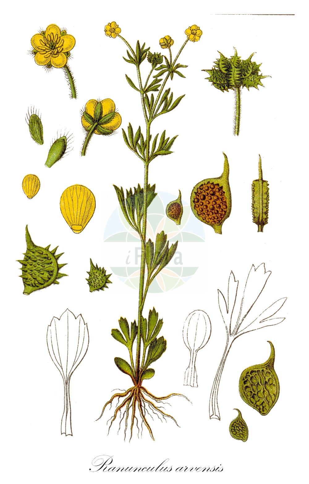 Ranunculus arvensis - Ranunculaceae,Plantae,Pteridobiotina,Angiosperms,Ranunculales,Ranunculaceae,Ranunculus,Ranunculus arvensis,Cynomorbium heterophyllum, Hericinia arvensis, Pachyloma arvense, Pfundia arvensis, Ranunculus arvensis var. arvensis, Ranunculus arvensis var. tuberculatus, Ranunculus curvirostratus, Ranunculus echinatus, Ranunculus fernandezii, Ranunculus reticulatus, Ranunculus segetalis, Ranunculus tuberculatus,Acker-Hahnenfuß;corn buttercup;corn crowfoot;european field buttercup;field buttercup;hunger weed;Renoncule des champs;pied de poule;chausse-trape des blés;bassinet des champs;chausse-trape;ranunculo de los campos;ranunculo arvense;amorios;raminculo;ranúnculo arvense;ranúnculo de los campos;abrojos;coronilla de la Virgen;gata rabiosa;hierba del amor;ramincolo;Ranuncolo dei campi;ranuncolo arvense;akker-boterbloem;akkerboterbloem;pataloco;patalôco;ranúnculo-dos-campos;лютик полевой;mustafa çiçeği;zhabinë;zhabinë e arës;herba de l'amor;ranuncle arvense;poljski žabnjak;åker-ranunkel;åkerranunkel;ager-ranunkel;jaskier odłogowy;jaskier polny;njivska zlatica;vetési boglárka;pryskyřník rolní;piciorul cocoșului de semănături;iskerník roľný;жовтець польовий;полско лютиче;piggsoleie;peltoleinikki;јаспра;новчић;њивски љутић;пољски жабњак;nurit hassadeh;נוּרִית הַשָּׂדֶה;tián yě máo gèn;田野毛茛