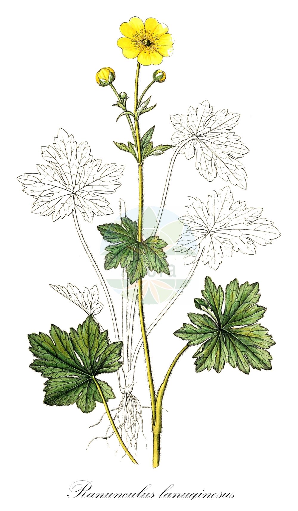 Ranunculus lanuginosus - Ranunculaceae,Plantae,Pteridobiotina,Angiosperms,Ranunculales,Ranunculaceae,Ranunculus,Ranunculus lanuginosus,Ranunculastrum lanuginosum, Ranunculus umbrosus,Wolliger Hahnenfuß;woolly buttercup;Renoncule laineuse;Ranuncolo lanato;ranuncolo lanuto;лютик шерстистый;yünlü yağçiçeği;zhabinë;zhabinë pushtake;vunenasti žabnjak;borstsmörblomma;uldhåret ranunkel;jaskier kosmaty;kosmata zlatica;gyapjas boglárka;pryskyřník kosmatý;iskerník chlpatý;iskerník páperistý;жовтець шерстистий;вълнесто лютиче;villtulikas;villainā gundega;villaleinikki;vilnotasis vėdrynas
