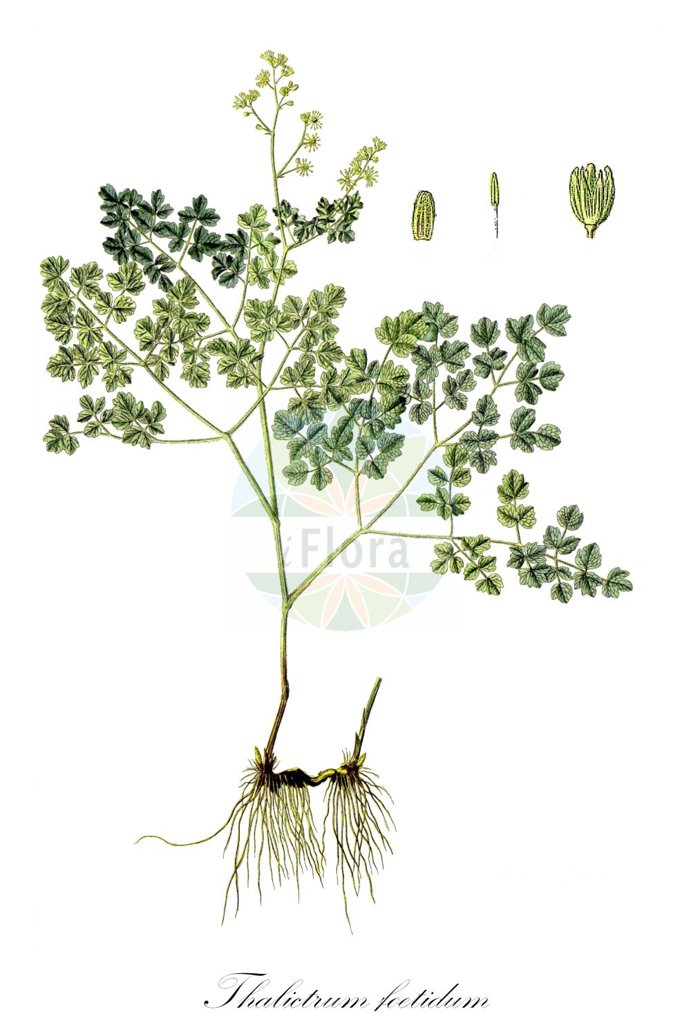 Thalictrum foetidum - Ranunculaceae,Plantae,Pteridobiotina,Angiosperms,Ranunculales,Ranunculaceae,Thalictrum,Thalictrum foetidum,Thalictrum alpestre, Thalictrum brachycarpum, Thalictrum foetidum var. foetidum, Thalictrum gracile, Thalictrum minus var. foetidum, Thalictrum minus var. glandulosum, Thalictrum styloideum, Thalictrum vaginatum,Stinkende Wiesenraute;Pigamon fétide;Pigamo puzzolente;василистник вонючий;delialan maydonozu;smrdljiva metiljka;mossruta;sziklai borkóró;žluťucha smrdutá;žltuška smradľavá;рутвиця смердюча;вонящо обичниче;xiàn máo táng sōng cǎo;腺毛唐松草