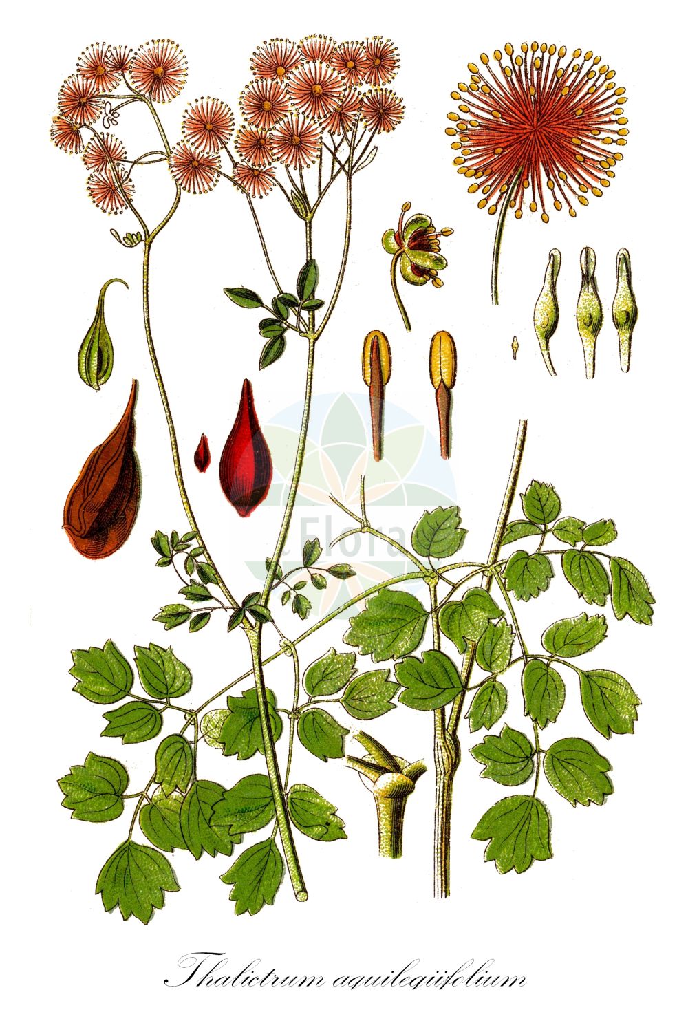 Thalictrum aquilegiifolium - Ranunculaceae,Plantae,Pteridobiotina,Angiosperms,Ranunculales,Ranunculaceae,Thalictrum,Thalictrum aquilegiifolium,Leucocoma canadensis, Thalictrum alatum, Thalictrum atropurpureum, Thalictrum borderi, Thalictrum canadense, Thalictrum cornuti, Thalictrum crossaeum, Thalictrum integratum, Thalictrum juranum, Thalictrum laxiflorum, Thalictrum niveum, Thalictrum obtusilobum, Thalictrum oxyphyllum, Thalictrum platyphyllum, Thalictrum platystemon, Thalictrum pyrrha, Thalictrum tenerifolium, Tripterium aquilegifolium, Tripterium contortum, Tripterium pauciflorum,Akeleiblättrige Wiesenraute;Akelei-Wiesenraute;french meadow-rue;great meadow rue;columbine meadow-rue;greater meadow-rue;Pigamon à feuilles d'ancolie;colombine à plumeau;colombine panachée;colombine plumeuse;rue des bois;ruibarbo de los pobres;talictro grande;Pigamo colombino;pigamo aquilegifolio;akeleiruit;василистник водосборолистный;haseki sedefi;pipanolla me gjethe akilegë;pipanollë;talictre;šumska metiljka;aklejruta;akeleje-frøstjerne;rutewka orlikolistna;karamatsuso;karamatsu-sô;カラマツソウ;vetrovka;erdei borkóró;žluťucha orlíčkolistá;rutișor;žltuška orlíčkovitá;сиња козлачица;рутвиця орликолиста;кандилкодистно обичниче;kurekell-ängelhein;ozolīšu saulkrēsliņš;akeleiefrøstjerne;lehtoängelmä;модра очобајка;очобајка;sinavadlapis vingiris;θάλικτρο
