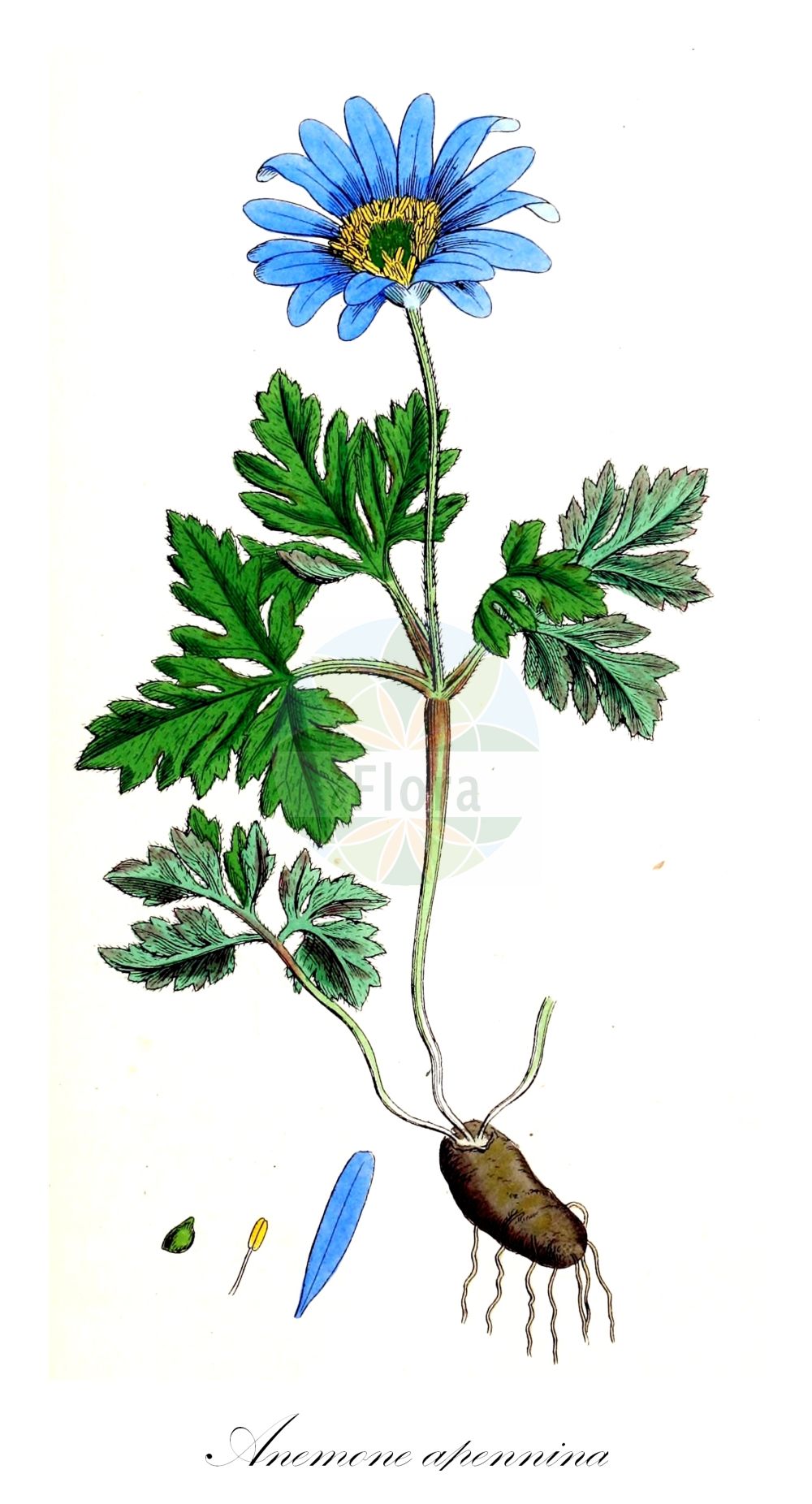 Anemonoides apennina - Ranunculaceae,Plantae,Pteridobiotina,Angiosperms,Ranunculales,Ranunculaceae,Anemonoides,Anemonoides apennina,Anemonanthea apennina, Anemone apennina, Anemone apennina var. pallida, Anemone coerulescens, Anemone pygmaea, Anemone pyrenaica,Apennin-Windröschen;Apenninen-Windröschen;blue anemone;Anémone des Apennins;Anemone dell'Appennino;blauwe anemoon;анемона аппенинская;ветреничка аппенинская;fillikate;apeninska šumarica;knölsippa;blegblå anemone;хубава съсънка;fjellsymre;apenniinienvuokko