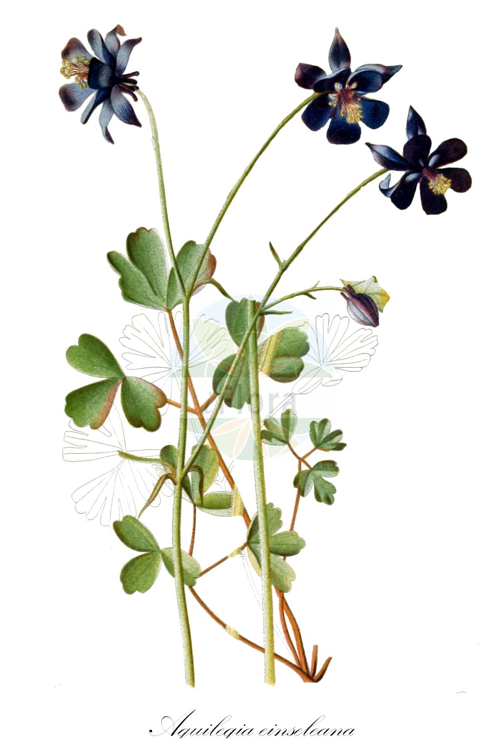 Aquilegia einseleana - Ranunculaceae,Plantae,Pteridobiotina,Angiosperms,Ranunculales,Ranunculaceae,Aquilegia,Aquilegia einseleana,Aquilegia bauhini, Aquilegia bauhinii var. thalictrifolia, Aquilegia einseleana f. intercedens, Aquilegia einseleana f. medunensis, Aquilegia einseleana var. bauhinii, Aquilegia einseleana var. portae, Aquilegia einseleana var. pseudothalictrifolia, Aquilegia einseleana var. thalictrifolia, Aquilegia pyrenaica, Aquilegia pyrenaica var. einseleana, Aquilegia pyrenaica var. thalictrifolia, Aquilegia thalictrifolia, Aquilegia thalictrifolia f. cimarollii, Aquilegia thalictrifolia f. intermedia, Aquilegia vestinae, Aquilegia vulgaris var. einseleana, Aquilegia vulgaris var. thalictrifolia,Einseles Akelei;Kleinblütige Akelei;Wiesenrautenblättrige Akelei;Wiesenrauten-Akelei;einsel's columbine;Ancolie de Einsele;ancolie à feuilles de pigamon;Aquilegia di Einsele;aquilegia con foglie di pigamo;аквилегия эйнселийская;водосбор василистниколистный;Einselejeva orlica