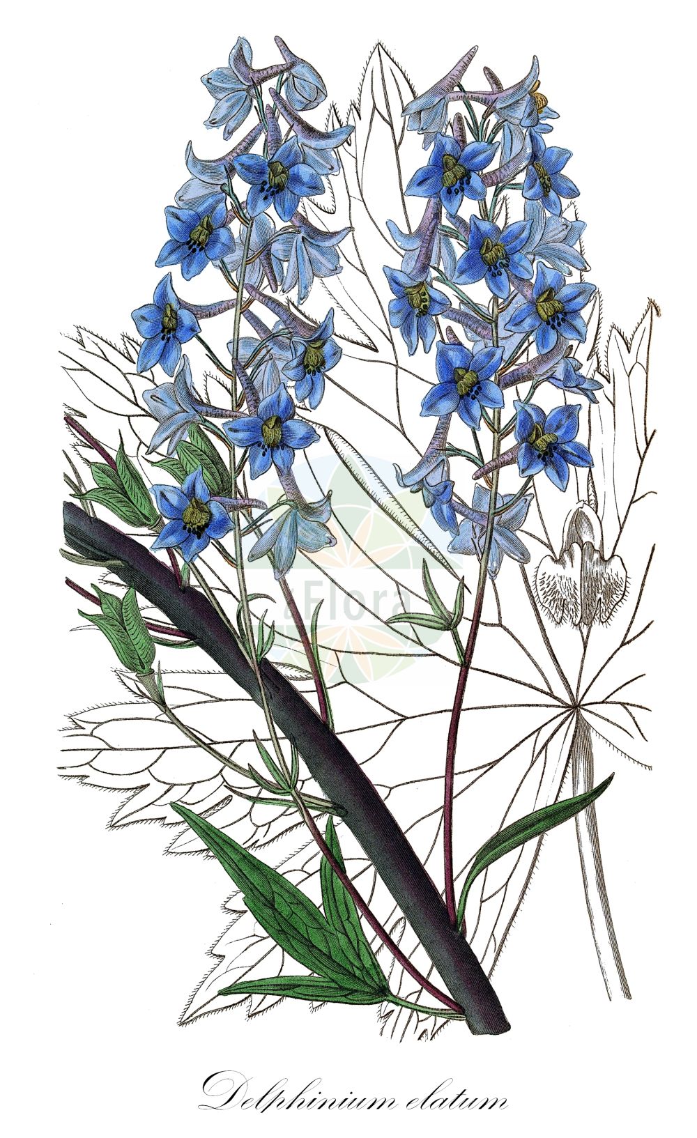 Delphinium elatum - Ranunculaceae,Plantae,Pteridobiotina,Angiosperms,Ranunculales,Ranunculaceae,Delphinium,Delphinium elatum,Delphinastrum elatum, Delphinastrum hybridum, Delphinastrum urceolatum, Delphinium alopecuroides, Delphinium alpinum var. hebecarpum, Delphinium atropurpureum, Delphinium belladonna, Delphinium clusianum, Delphinium cryophilum, Delphinium davuricum, Delphinium elatum f. grandiflorum, Delphinium elatum f. parviflorum, Delphinium elatum f. productum, Delphinium elatum subsp. bosniacum, Delphinium elatum subsp. cryophilum, Delphinium elatum subsp. macrotepalum, Delphinium elatum subsp. pubicaule, Delphinium elatum subsp. tiroliense, Delphinium elatum var. alpinum, Delphinium elatum var. belladonna, Delphinium elatum var. bosniacum, Delphinium elatum var. giganteum, Delphinium elatum var. glabrum, Delphinium elatum var. gracile, Delphinium elatum var. grandifolium, Delphinium elatum var. pubicaule, Delphinium elisabethae var. eglandulosum, Delphinium gratum, Delphinium hirsutum, Delphinium hispidum, Delphinium hybridum, Delphinium intermedium, Delphinium kioviense, Delphinium macrotepalum, Delphinium mixtum, Delphinium palmatifidum, Delphinium speciosum, Delphinium tauricum, Delphinium tiroliense, Delphinium urceolatum,Hoher Rittersporn;Gewöhnlicher Hoher Rittersporn;Österreichischer Hoher Rittersporn;Hoher-Rittersporn;Tiroler Rittersporn;Dauphinelle élevée;Speronella elevata;дельфиниум альпийский;дельфиниум высокий;живокость альпийская;живокость высокая;шпорник высокий;veliki kokotić;stor riddarsporre;stor riddersporre;ostróżka wyniosła;magas sarkantyúfű;stračka vyvýšená;stračonôžka vysoká;дельфіній;kõrge kukekannus;augstais gaiļpiesis;hageridderspore;isoritarinkannus;ушљивац;didysis pentinius
