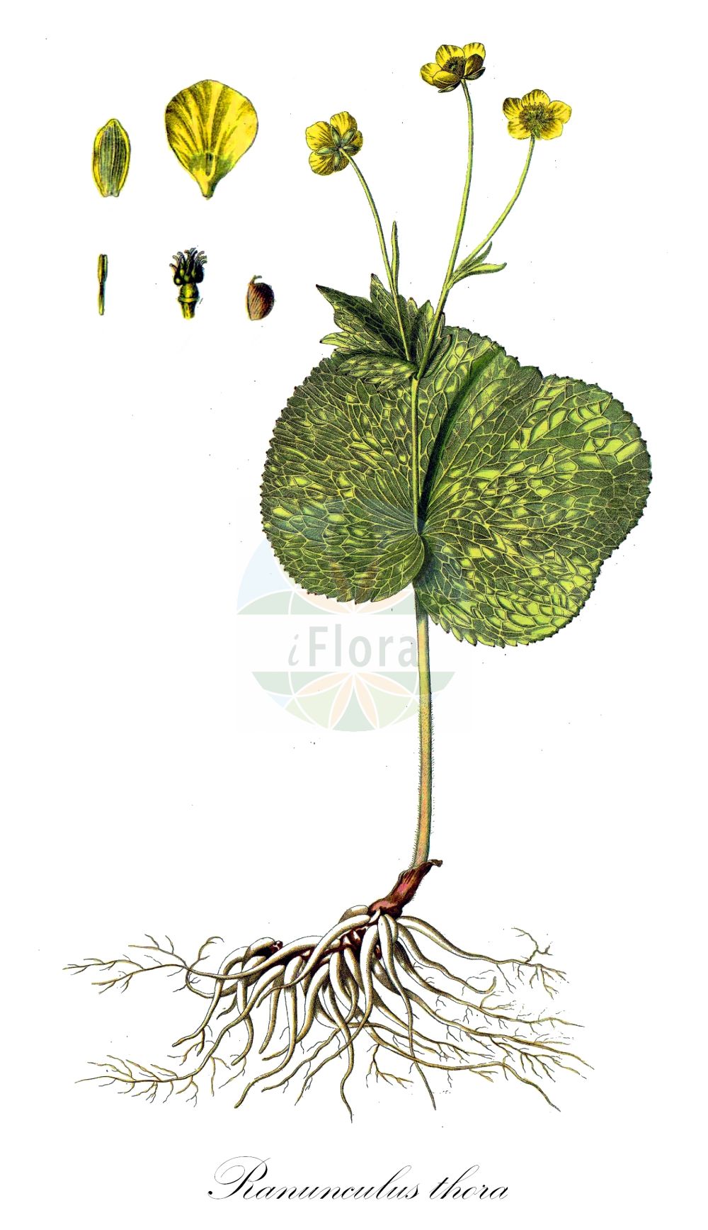 Ranunculus thora - Ranunculaceae,Plantae,Pteridobiotina,Angiosperms,Ranunculales,Ranunculaceae,Ranunculus,Ranunculus thora,Ranunculus insubricus, Ranunculus renifolius, Ranunculus schottii, Ranunculus scutatus, Ranunculus squamosus, Ranunculus tatrae, Thora venefica,Schildblatt-Hahnenfuß;Schildblättriger Hahnenfuß;Gift-Hahnenfuß;Renoncule thora;renoncule vénéneuse;Ranuncolo erba tora;ranuncolo erba-tora;лютик татрский;лютик тора;zhabinë;žabnjak kolovrc;jaskier okrągłolistny;opojna zlatica;ščitasta zlatica;жовтець татранський;љутиче