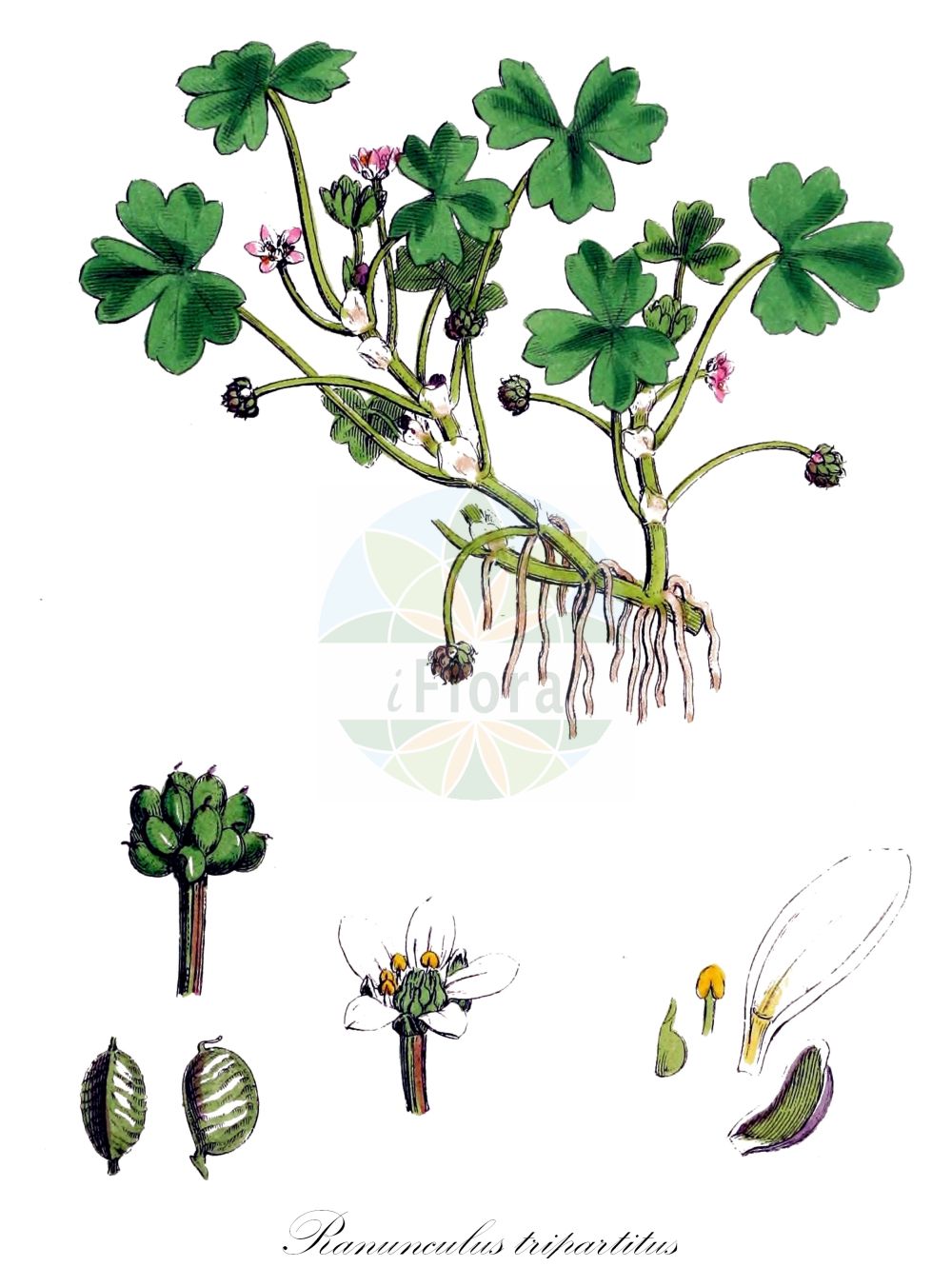 Ranunculus tripartitus - Ranunculaceae,Plantae,Pteridobiotina,Angiosperms,Ranunculales,Ranunculaceae,Ranunculus,Ranunculus tripartitus,Batrachium confusum, Batrachium obtusiflorum, Batrachium petiveri, Batrachium trinacrium, Batrachium tripartitum, Ranunculus lutarius, Ranunculus obtusiflorus, Ranunculus petiveri,Dreiteiliger Wasser-Hahnenfuß;three-lobed crowfoot;three-lobed water crowfoot;Ranoncule tripartite;renoncule tripartite;driedelige waterranonkel;ranúnculo-de-três-partes;лютик трёхраздельный;žabnjak;Petiverjeva vodna zlatica