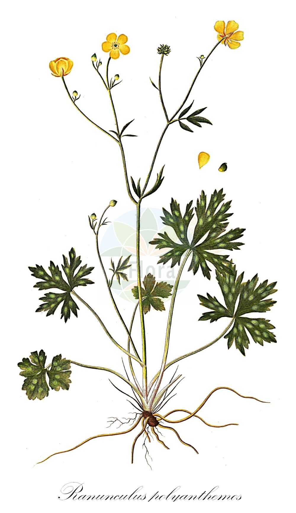 Ranunculus polyanthemos - Ranunculaceae,Plantae,Pteridobiotina,Angiosperms,Ranunculales,Ranunculaceae,Ranunculus,Ranunculus polyanthemos,Ranunculus ambiguus, Ranunculus binatiformis, Ranunculus meyerianus, Ranunculus pseudoparviflorus,Vielblütiger Hahnenfuß;Gewöhnlicher Vielblütiger Hahnenfuß;Schlitzblättriger Wald-Hahnenfuß;Wald-Hahnenfuß;Wurzelnder Wald-Hahnenfuß;Gewöhnlicher Hain-Hahnenfuß;Hain-Hahnenfuß;Schlitzblättriger Hain-Hahnenfuß;Vielblütiger Hain-Hahnenfuß;Wurzelnder Hain-Hahnenfuß;wood buttercup;multiflowered buttercup;renoncule polyanthème;ranuncolo a fiori numerosi;ranuncolo poliantemo;лютик многоцветковый;savotu;zhabinë;zhabinë me shumë lule;mnogocvjetni žabnjak;backsmörsblomma;vanlig backsmörsblomma;mangeblomstret ranunkel;jaskier wielokwiatowy;mnogotsvetna zlatica;sokvirágú boglárka;pryskyřník mnohokvětý;gălbenele;iskerník mnohokvetý;жовтець багатоквітковий;многоцветно лютиче;mitmeõieline tulikas;daudzziedu gundega;krattsoleie;aholeinikki;јаспра цветана;јастра цветана;многоцветни жабњак;vagotasis vėdrynas;duō huā máo gèn;多花毛茛