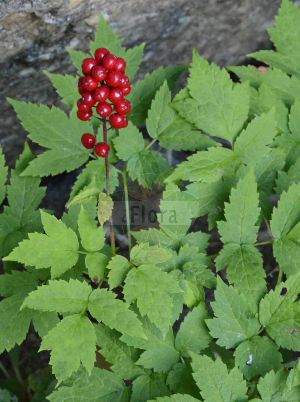 Actaea rubra - Ranunculaceae,Plantae,Pteridobiotina,Angiosperms,Ranunculales,Ranunculaceae,Actaea,Actaea rubra,Actaea alba, Actaea americana, Actaea americana var. alba, Actaea americana var. rubra, Actaea arguta, Actaea arguta var. pauciflora, Actaea arguta var. viridiflora, Actaea aspleniifolia, Actaea brachypetala, Actaea brachypetala var. alba, Actaea brachypetala var. rubra, Actaea californica, Actaea caudata, Actaea erythrocarpa, Actaea erythrocarpa f. kamtschatika, Actaea longipes, Actaea rubra f. arguta, Actaea rubra f. rubra, Actaea rubra subsp. arguta, Actaea rubra subsp. rubra, Actaea rubra var. arguta, Actaea rubra var. arguta, Actaea rubra var. dissecta, Actaea rubra var. gigantea, Actaea rubra var. rubra, Actaea spicata f. arguta, Actaea spicata subsp. arguta, Actaea spicata subsp. arguta, Actaea spicata subsp. erythrocarpa, Actaea spicata subsp. rubra, Actaea spicata var. alba, Actaea spicata var. arguta, Actaea spicata var. dissecta, Actaea spicata var. erythrocarpa, Actaea spicata var. rubra, Actaea viridiflora, Actaea viridiflora var. clementiorum, Actaea vulgaris var. erythrocarpa, Christophoriana alba, Christophoriana arguta, Christophoriana arguta var. alabastrina, Christophoriana rubra, Dipleina umbellata,Rotes Christophskraut;Weißes Christophskraut;actée rouge;actée rouge;baya roja venenosa;baya china;ojo de muñeca;Christoffelkruid;воронец красный;röd trolldruva;amerikansk trolldruva;rød druemunke;druemunke;czerniec czerwony;rødt trollbær;punakonnanmarja;lännenkonnanmarja