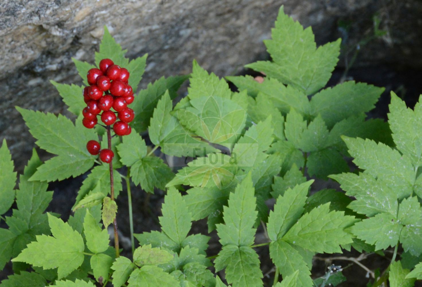 Actaea rubra - Ranunculaceae,Plantae,Pteridobiotina,Angiosperms,Ranunculales,Ranunculaceae,Actaea,Actaea rubra,Actaea alba, Actaea americana, Actaea americana var. alba, Actaea americana var. rubra, Actaea arguta, Actaea arguta var. pauciflora, Actaea arguta var. viridiflora, Actaea aspleniifolia, Actaea brachypetala, Actaea brachypetala var. alba, Actaea brachypetala var. rubra, Actaea californica, Actaea caudata, Actaea erythrocarpa, Actaea erythrocarpa f. kamtschatika, Actaea longipes, Actaea rubra f. arguta, Actaea rubra f. rubra, Actaea rubra subsp. arguta, Actaea rubra subsp. rubra, Actaea rubra var. arguta, Actaea rubra var. arguta, Actaea rubra var. dissecta, Actaea rubra var. gigantea, Actaea rubra var. rubra, Actaea spicata f. arguta, Actaea spicata subsp. arguta, Actaea spicata subsp. arguta, Actaea spicata subsp. erythrocarpa, Actaea spicata subsp. rubra, Actaea spicata var. alba, Actaea spicata var. arguta, Actaea spicata var. dissecta, Actaea spicata var. erythrocarpa, Actaea spicata var. rubra, Actaea viridiflora, Actaea viridiflora var. clementiorum, Actaea vulgaris var. erythrocarpa, Christophoriana alba, Christophoriana arguta, Christophoriana arguta var. alabastrina, Christophoriana rubra, Dipleina umbellata,Rotes Christophskraut;Weißes Christophskraut;actée rouge;actée rouge;baya roja venenosa;baya china;ojo de muñeca;Christoffelkruid;воронец красный;röd trolldruva;amerikansk trolldruva;rød druemunke;druemunke;czerniec czerwony;rødt trollbær;punakonnanmarja;lännenkonnanmarja