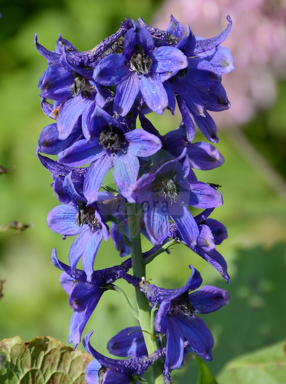 Delphinium elatum - Ranunculaceae,Plantae,Pteridobiotina,Angiosperms,Ranunculales,Ranunculaceae,Delphinium,Delphinium elatum,Delphinastrum elatum, Delphinastrum hybridum, Delphinastrum urceolatum, Delphinium alopecuroides, Delphinium alpinum var. hebecarpum, Delphinium atropurpureum, Delphinium belladonna, Delphinium clusianum, Delphinium cryophilum, Delphinium davuricum, Delphinium elatum f. grandiflorum, Delphinium elatum f. parviflorum, Delphinium elatum f. productum, Delphinium elatum subsp. bosniacum, Delphinium elatum subsp. cryophilum, Delphinium elatum subsp. macrotepalum, Delphinium elatum subsp. pubicaule, Delphinium elatum subsp. tiroliense, Delphinium elatum var. alpinum, Delphinium elatum var. belladonna, Delphinium elatum var. bosniacum, Delphinium elatum var. giganteum, Delphinium elatum var. glabrum, Delphinium elatum var. gracile, Delphinium elatum var. grandifolium, Delphinium elatum var. pubicaule, Delphinium elisabethae var. eglandulosum, Delphinium gratum, Delphinium hirsutum, Delphinium hispidum, Delphinium hybridum, Delphinium intermedium, Delphinium kioviense, Delphinium macrotepalum, Delphinium mixtum, Delphinium palmatifidum, Delphinium speciosum, Delphinium tauricum, Delphinium tiroliense, Delphinium urceolatum,Hoher Rittersporn;Gewöhnlicher Hoher Rittersporn;Österreichischer Hoher Rittersporn;Hoher-Rittersporn;Tiroler Rittersporn;Dauphinelle élevée;Speronella elevata;дельфиниум альпийский;дельфиниум высокий;живокость альпийская;живокость высокая;шпорник высокий;veliki kokotić;stor riddarsporre;stor riddersporre;ostróżka wyniosła;magas sarkantyúfű;stračka vyvýšená;stračonôžka vysoká;дельфіній;kõrge kukekannus;augstais gaiļpiesis;hageridderspore;isoritarinkannus;ушљивац;didysis pentinius