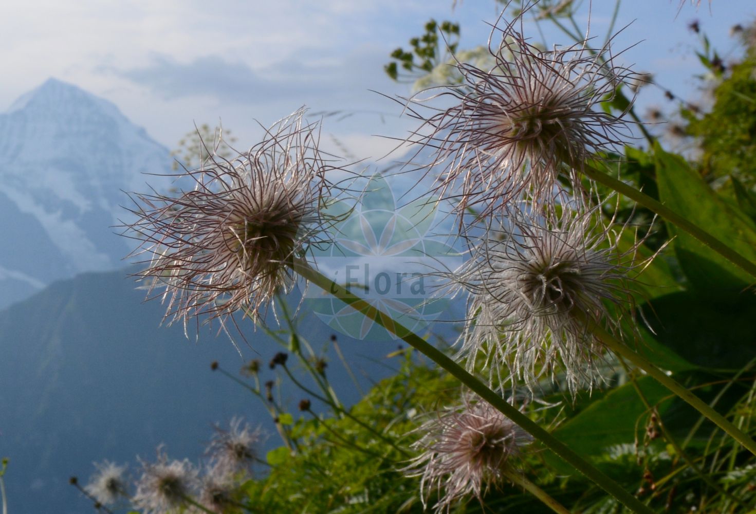Pulsatilla alpina subsp. alpina - Ranunculaceae
