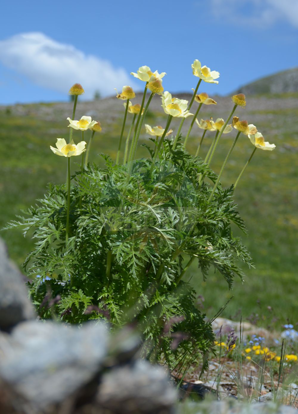 Pulsatilla alpina subsp. apiifolia - Ranunculaceae