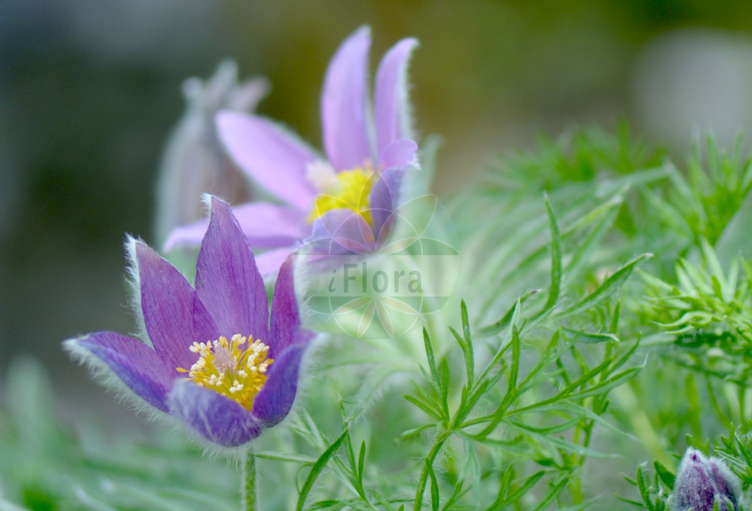 Pulsatilla halleri subsp. slavica - Ranunculaceae