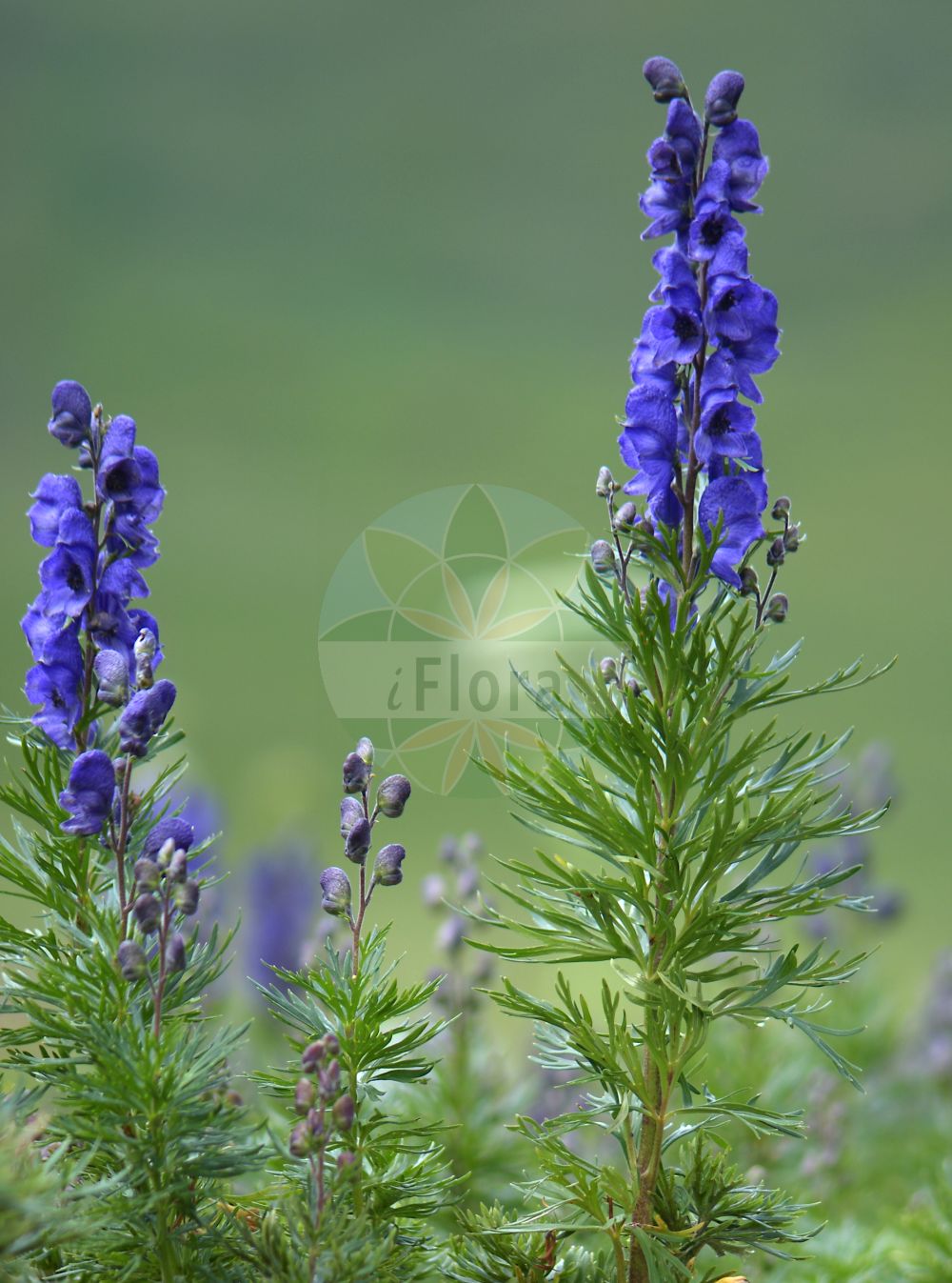 Aconitum napellus subsp. vulgare - Ranunculaceae,Plantae,Pteridobiotina,Angiosperms,Ranunculales,Ranunculaceae,Aconitum,Aconitum napellus,Aconitum napellus subsp. vulgare,Aconitum compactum, Aconitum vulgare,Gewöhnlicher Blauer Eisenhut;Dichtblütiger Blau-Eisenhut;Gedrungener Eisenhut;Aconit compact;aconit à inflorescence compacte;aconit napel;aconit vulgaire;casque de Jupiter;acónito común;alva lupina;anapelo;capucha de monje;matalobos de flor azul;nabillo del diablo;napelo;vedegambre azul;aconito napello;blauwe monnikskap;gewone akoniet;аконит клобучковый;борец клобучковый;acònit blau;tora blava