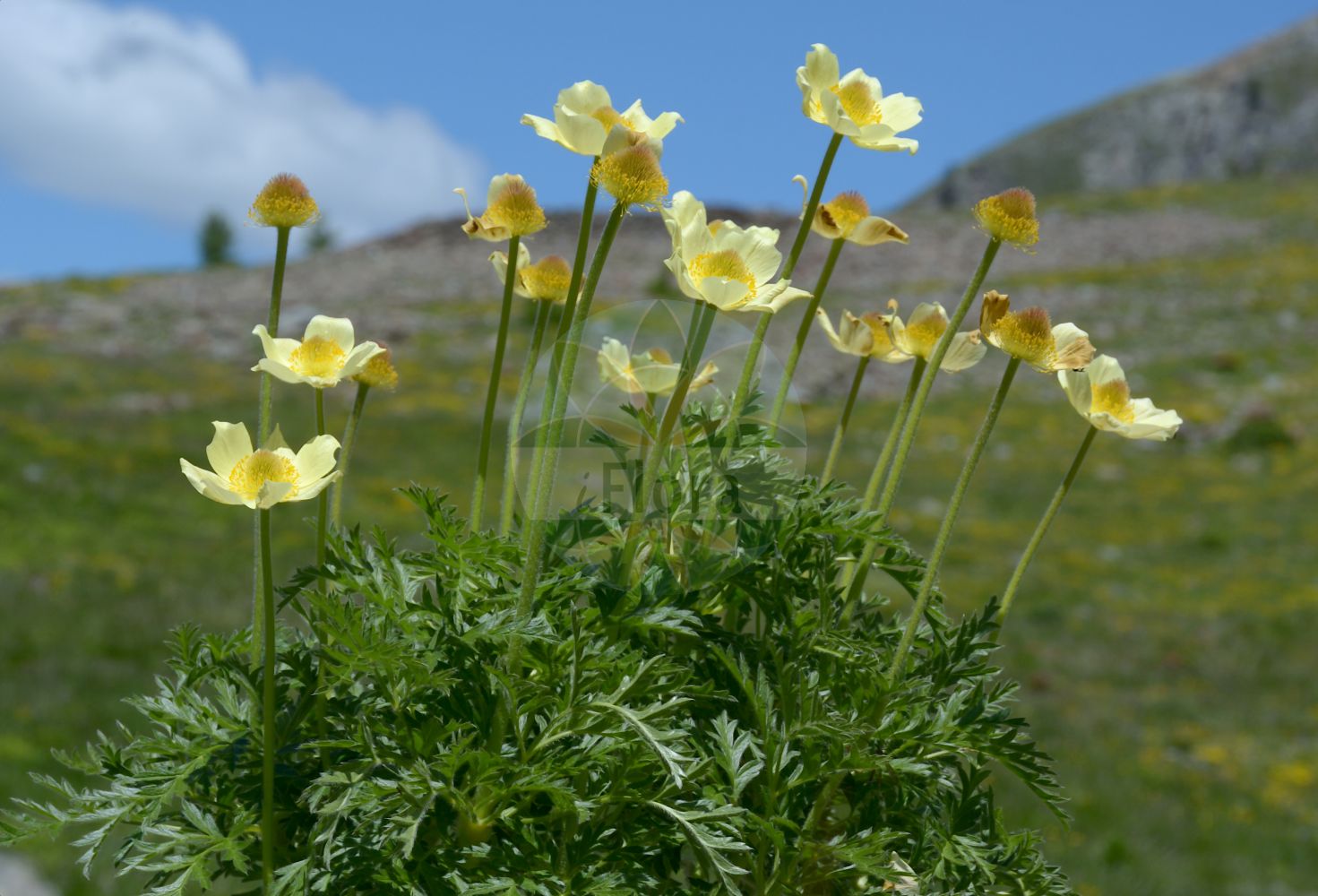 Pulsatilla alpina subsp. apiifolia - Ranunculaceae