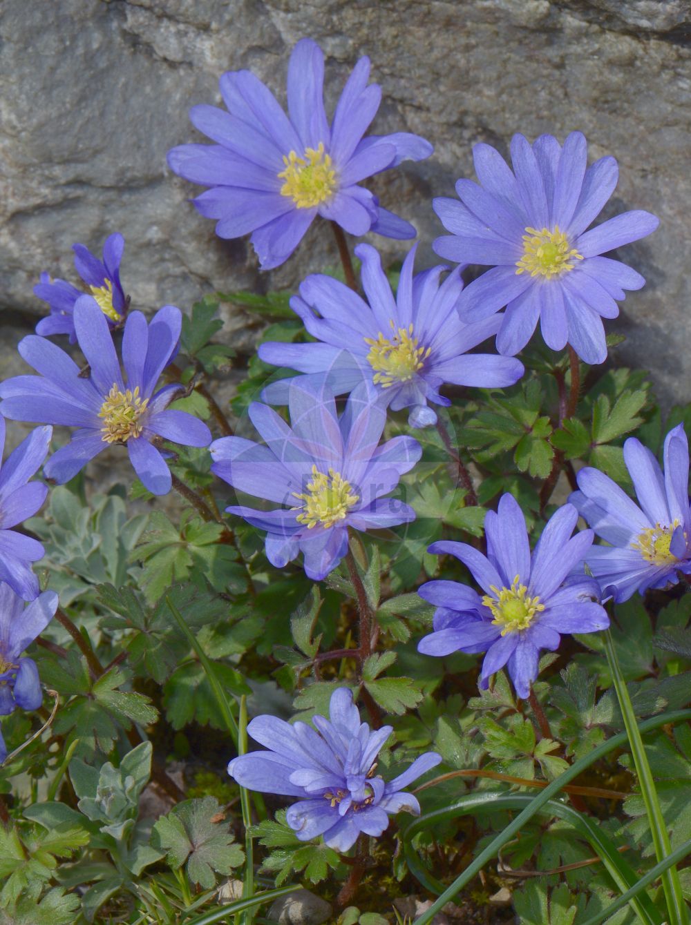 Anemonoides blanda - Ranunculaceae,Plantae,Pteridobiotina,Angiosperms,Ranunculales,Ranunculaceae,Anemonoides,Anemonoides blanda,Anemone apennina, Anemone apennina subsp. blanda, Anemone blanda,Reizendes Windröschen;Balkan-Windröschen;balkan anemone;greek thimbleweed;blue winter anemone;Anémone de Grèce;Anemone blanda;анемона нежная;ветреница нежная;dağlâlesi;fillikate;balkansippa;Balkan-anemone;хубава съсънка;vårsymre;balkaninvuokko