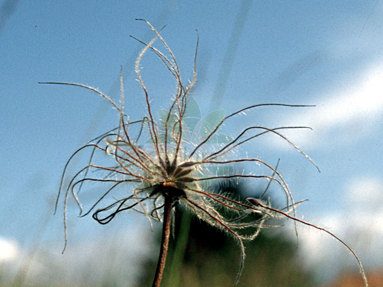 Pulsatilla vulgaris - Ranunculaceae,Plantae,Pteridobiotina,Angiosperms,Ranunculales,Ranunculaceae,Pulsatilla,Pulsatilla vulgaris,Anemone acutipetala, Anemone bogenhardiana, Anemone collina, Anemone grandis, Anemone intermedia, Anemone linnaeana, Anemone pisciensis, Anemone pratensis, Anemone pulsatilla, Anemone pulsatilla f. henryi, Anemone pulsatilla subsp. gotlandica, Anemone punica, Anemone sylvestris, Anemone tenuifolia, Pulsatilla amoena, Pulsatilla aperta, Pulsatilla bogenhardiana, Pulsatilla media, Pulsatilla oenipontana, Pulsatilla propera, Pulsatilla transsilvanica, Pulsatilla ucrainica, Pulsatilla vulgaris subsp. grandis, Pulsatilla vulgaris var. gotlandica,Gewöhnliche Küchenschelle;Gotländische Küchenschelle;Bayerische Küchenschelle;Große Küchenschelle;Gewöhnliche Kuhschelle;Gemeine Kuhschelle;pasqueflower;common pasqueflower;european pasqueflower;Pulsatille commune;pulsatille;fleur de Pâques;coquelourde;herbe au vent;anémone pulsatille;pulsatille vulgaire;Pulsatilla comune;pulsatilla;wildemanskruid;прострел обыкновенный;pulsatil·la de prat;backsippa;opret kobjælde;obret kobjælde;sasanka zwyczajna;velikonočnica;nyugati kökörcsin;koniklec německý;koniklec obecný;dediței;poniklec obyčajný;обикновено котенце;stor kubjelle;lännenkylmänkukka;блиједа кучика;велика саса;обична саса;чукундеда