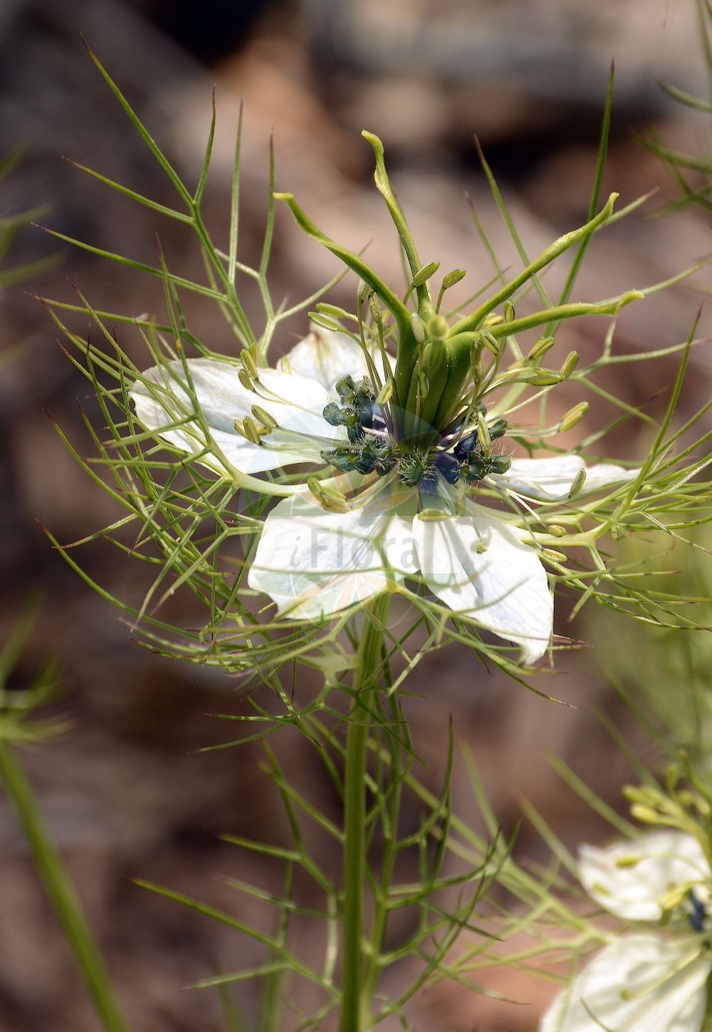 Nigella damascena - Ranunculaceae,Plantae,Pteridobiotina,Angiosperms,Ranunculales,Ranunculaceae,Nigella,Nigella damascena,Erobathos coarctatum, Erobathos damascenum, Melanthium damascenum, Nigella bithynica, Nigella bourgaei, Nigella coarctata, Nigella coerulea, Nigella elegans, Nigella involucrata, Nigella multifida, Nigella nana, Nigella pygmaea, Nigella taurica,Gretchen im Busch;Jungfer im Grünen;Gretel in der Heck;Braut in Haaren;Damaszener Schwarzkümmel;love-in-a-mist;devil in the bush;Nigelle de Damas;cheveux de Vénus;barbe de capucin;patte d'araignée;barbiche;neguilla;arañas;ajenuz de jardín;araña;arañuela;neguilla de Damasco;Anigella;Damigella scapigliata;damigella;erba bozzolina;juffertje-in-t-groen;juffertje-in-het-groen;barbas-de-velho;damas-do-bosque;damas-entre-verde;чернушка дамасская;şam çörekotu;nigela e Damaskut;nigelë;flor d'aranya;damaščanska crnjika;jungfrun i det gröna;jomfruen i det grønne;czarnuszka damaszeńska;kurotane-sô;nigera;クロタネソウ;ニゲラ;vzhodna črnika;borzaskata;vetési katicavirág;černucha damašská;chica voinicului;černuška damascénska;čiernucha damašska;чорнушка дамаська;дамаска челебитка;jomfruen i det grønne;tarhaneito;мачков брк;чупава ката;чупава црника;κοινό μαυροκούκι