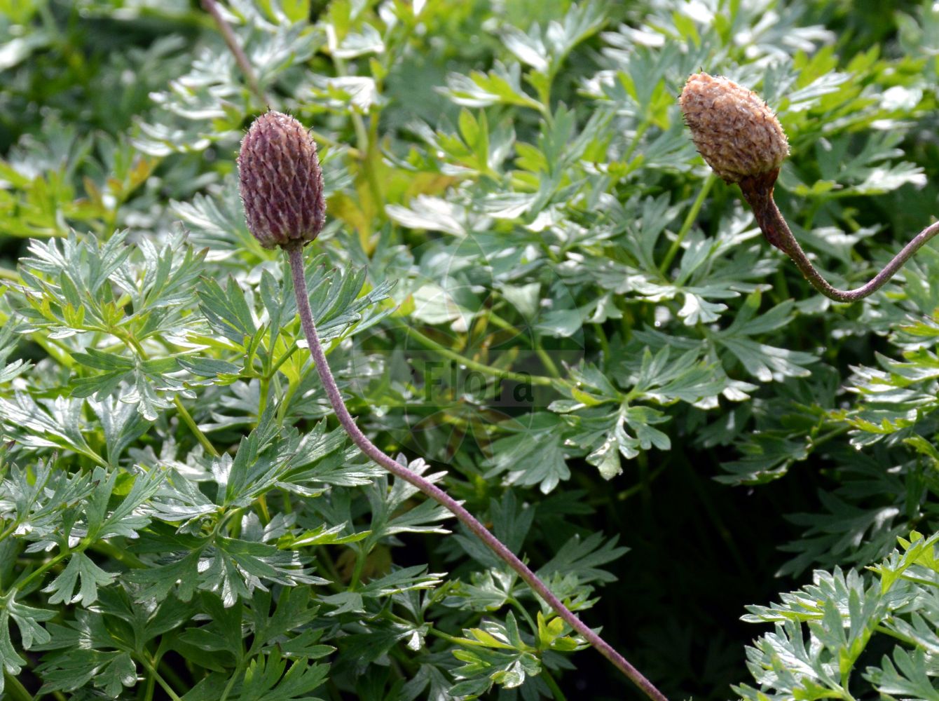 Pulsatilla alpina - Ranunculaceae,Plantae,Pteridobiotina,Angiosperms,Ranunculales,Ranunculaceae,Pulsatilla,Pulsatilla alpina,Anemone alpicola, Anemone alpina, Anemone alpina subsp. alpicola, Anemone baldensis, Anemone burseriana, Anemone flemmensis, Anemone grandiflora, Anemone micrantha, Anemone myrrhidifolia, Anemone sulphurea, Preonanthus alpinus, Preonanthus sulfureus, Pulsatilla alba, Pulsatilla burseriana, Pulsatilla grandiflora, Pulsatilla micrantha, Pulsatilla myrrhidifolia,Alpen-Küchenschelle;Gelbe Alpen-Küchenschelle;Kleinblütige Kuhschelle;Alpen-Kuhschelle;Teufelsbart;Schwefel-Anemone;Alpen-Anemone;Schwefelgelbe Alpen-Küchenschelle;Brocken-Küchenschelle;alpine anemone;alpine pasqueflower;Pulsatille des Alpes;anémone des Alpes;poil de rat;flor del viento;pulsatila;pulsatila alpina;Pulsatilla alpina;anemone austriaca;pulsatilla bianca;прострел альпийский;прострел белый;прострел Шерфеля;herba del vent;planinska sasa;sasa;sasanka alpejska;alpski kosmatinec;beli kosmatinec;koniklec alpinský;dedițel alb;planta-vântului;poniklec alpský;сон білий