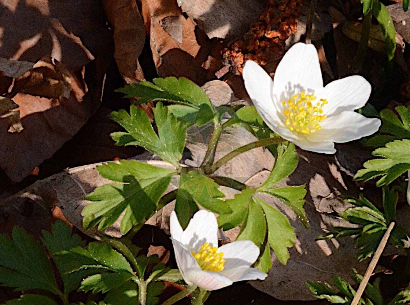 Anemone altaica - Ranunculaceae,Plantae,Pteridobiotina,Angiosperms,Ranunculales,Ranunculaceae,Anemone,Anemone altaica,Anemone nemorosa, Anemone nemorosa subsp. altaica