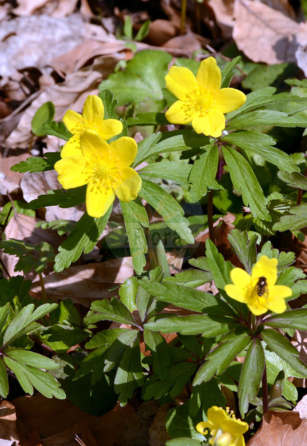Anemonoides ranunculoides - Ranunculaceae,Plantae,Pteridobiotina,Angiosperms,Ranunculales,Ranunculaceae,Anemonoides,Anemonoides ranunculoides,Anemanthus ranunculoides, Anemonanthea ranunculoides, Anemone flava, Anemone jenisseensis, Anemone lutea, Anemone nemorosa subsp. ranunculoides, Anemone nemorosa-lutea, Anemone ranunculiflora, Anemone ranunculiformis, Anemone ranunculoides, Anemone ranunculoides subsp. jenisseensis, Anemone ranunculoides subsp. wockeana, Pulsatilla ranunculoides