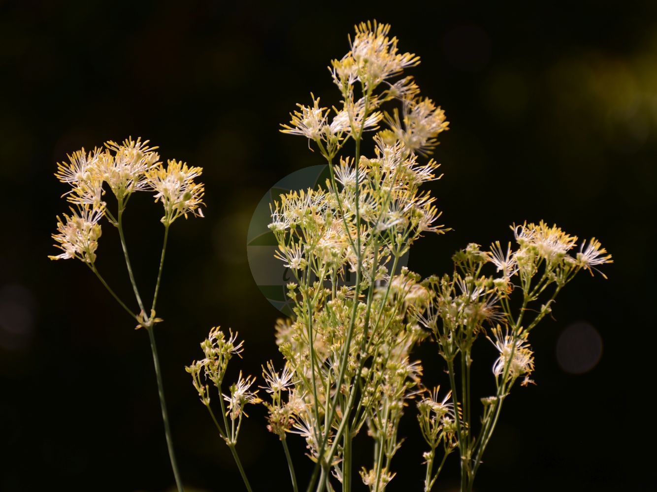Thalictrum flavum - Ranunculaceae,Plantae,Pteridobiotina,Angiosperms,Ranunculales,Ranunculaceae,Thalictrum,Thalictrum flavum,Thalictrum angustatum, Thalictrum anonymum, Thalictrum belgicum, Thalictrum capitatum, Thalictrum commutatum, Thalictrum controversum, Thalictrum exaltatum, Thalictrum flaccidum, Thalictrum flavum var. euskarum, Thalictrum friesii, Thalictrum glomerulosum, Thalictrum heterophyllum, Thalictrum pauperculatum, Thalictrum princeps, Thalictrum prorepens, Thalictrum purpurascens var. rugosum, Thalictrum riparium, Thalictrum rufinerve, Thalictrum rugosum, Thalictrum sphaerocarpum, Thalictrum udum, Thalictrum wallrothianum,Gelbe Wiesenraute;Hohe Wiesenraute;common meadow-rue;small meadow-rue;Pigamon jaune;rue des prés;pigamon de Morison;pigamon élevé;rhubarbe des pauvres;ruibarbo de los pobres;ruda;Pigamo giallo;pigamo minore;pigamo maggiore;poelruit;ruibarbo-dos-pobres;василистник желтый;yalan ravend;pipanolla e verdhë;pipanollë;žuta metiljka;ängsruta;gul frøstjerne;rutewka żółta;rumeni talin;sárga borkóró;žluťucha žlutá;rutișor galben;žltuška obyčajná;žltuška žltá;рутвиця жовта;жълто обичниче;kollane ängelhein;dweltenais saulkreslins;gul frøstjerne;keltaängelmä;вредовац;цреводер;geltonasis vingiris