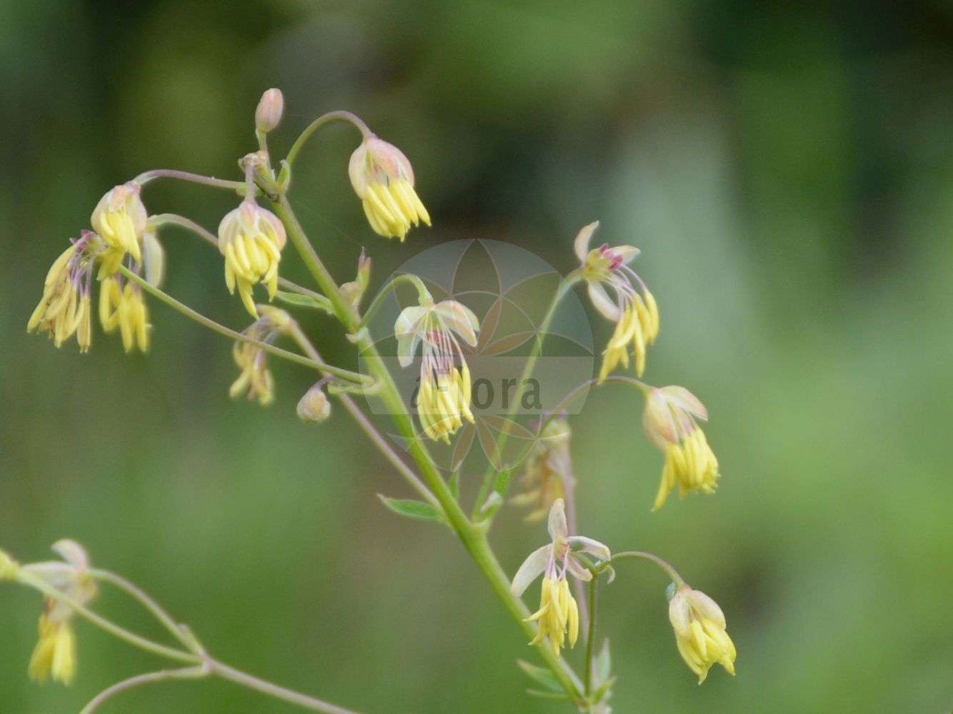 Thalictrum minus - Ranunculaceae,Plantae,Pteridobiotina,Angiosperms,Ranunculales,Ranunculaceae,Thalictrum,Thalictrum minus,Thalictrum abortivum, Thalictrum acuminatum, Thalictrum adianthifolium, Thalictrum agreste, Thalictrum ambiguum, Thalictrum apiculatum, Thalictrum apiifolium, Thalictrum armenum, Thalictrum arnaudiae, Thalictrum barthii, Thalictrum billotii, Thalictrum brevepubens, Thalictrum capillare, Thalictrum collinum var. ledebourianum, Thalictrum comosum, Thalictrum concinnum, Thalictrum convexum, Thalictrum cruciatum, Thalictrum csatoi, Thalictrum davuricum, Thalictrum eminens, Thalictrum expansum, Thalictrum fischeri, Thalictrum flavovirens, Thalictrum flexuosum, Thalictrum floribundum, Thalictrum foetidum var. delponteanum, Thalictrum frutetorum, Thalictrum glaucescens, Thalictrum godronii, Thalictrum grenieri, Thalictrum inclinatum, Thalictrum jacquinianum, Thalictrum kochii, Thalictrum laggeri, Thalictrum longipes, Thalictrum macilentum, Thalictrum medianum, Thalictrum minus f. macrophyllum, Thalictrum minus subsp. arenarium, Thalictrum minus subsp. saxicola, Thalictrum minus var. arenicola, Thalictrum minus var. majus, Thalictrum minus var. minus, Thalictrum minus var. petrosum, Thalictrum nanum, Thalictrum neglectum, Thalictrum nutans, Thalictrum oreites, Thalictrum ovatum, Thalictrum parviflorum, Thalictrum patens, Thalictrum persicum, Thalictrum petrosum, Thalictrum porrigens, Thalictrum purpurascens, Thalictrum purpureum, Thalictrum ruthenicum, Thalictrum sabaudum, Thalictrum saissanicus, Thalictrum schleicheri, Thalictrum schultzii, Thalictrum schweiggeri, Thalictrum sendtneri, Thalictrum serotinum, Thalictrum sylvaticum, Thalictrum thamnophilum, Thalictrum transsilvanicum, Thalictrum viperinum, Thalictrum virgultorum, Thalictrum vrabelyi, Thalictrum vulgare, Thalictrum vulgatum, Tripterium transsilvanicum,Kleine Wiesenraute;Ähnliche Kleine Wiesenraute;Alpine Kleine Wiesenraute;Felsen-Wiesenraute;Gewöhnliche Kleine Wiesenraute;Stein-Wiesenraute;lesser meadow-rue;Petit pigamon;pigamon des coteaux;pigamon mineur;ruibarbo de los pobres;Pigamo minore;kleine ruit;василистник малый;kaytaran;pipanolla e vogël;pipanollë;mala metiljka;kustruta;liden frøstjerne;rutewka mniejsza;akikaramatsu;aki-karamatsu;アキカラマツ;mali talin;közönséges borkóró;žluťucha menší;žltuška menšia;žltuška menšia pravá;рутвиця звивиста;рутвиця мала;дребно обичниче;малко обичниче;väike ängelhein;mazais saulkrēsliņš;kystfrøststjerne;pikkuängelmä;корњачина трава;малена очобајка;очобајка;mažasis vingiris;yà ōu táng sōng cǎo;亚欧唐松草
