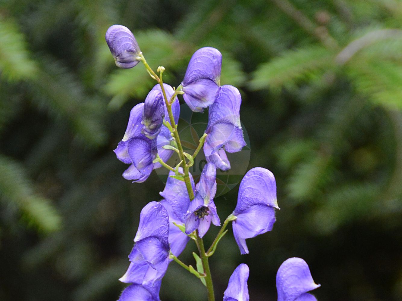 Aconitum variegatum - Ranunculaceae,Plantae,Pteridobiotina,Angiosperms,Ranunculales,Ranunculaceae,Aconitum,Aconitum variegatum,Aconitum album, Aconitum alpinum, Aconitum altigaleatum, Aconitum bernhardianum, Aconitum bulbiferum, Aconitum cammarum, Aconitum cammarum var. cynbulatum, Aconitum cammarum var. gracile, Aconitum cammarum var. judenbergense, Aconitum cammarum var. koscieliskanum, Aconitum cammarum var. tricoronense, Aconitum dominii, Aconitum flexuosum, Aconitum glabrum, Aconitum gracile, Aconitum gracile, Aconitum hamatum, Aconitum humile, Aconitum illinitum, Aconitum italicum, Aconitum judenbergense, Aconitum laciniosum, Aconitum laevigatum, Aconitum leucanthemum, Aconitum luridum, Aconitum macranthum, Aconitum mixtum, Aconitum odontandrum, Aconitum rhynchanthum, Aconitum rostratum, Aconitum variegatum f. albiflorum, Aconitum variegatum f. album, Aconitum variegatum f. angustilobum, Aconitum variegatum f. aquilonare, Aconitum variegatum f. bernhardianum, Aconitum variegatum f. macranthum, Aconitum variegatum f. pallidiflorum, Aconitum variegatum subsp. dominii, Aconitum variegatum subsp. gracile, Aconitum variegatum subsp. judenbergense, Aconitum variegatum subsp. rostratum, Aconitum variegatum var. carniolicum, Aconitum variegatum var. diffusum, Aconitum variegatum var. pilipes, Aconitum variegatum var. pilosiusculum, Aconitum variegatum var. rostratum, Aconitum variegatum var. saxonicum, Aconitum variegatum var. stiriacum, Aconitum variegatum var. tuberosum, Delphinium variegatum,Bunter Eisenhut;Gescheckter Eisenhut;Gewöhnlicher Bunter Eisenhut;Rispen-Eisenhut;Geschnäbelter Scheck-Eisenhut;Gewöhnlicher Scheck-Eisenhut;variegated monkshood;manchurian monkshood;Aconit à bec;Aconit panaché;Aconito screziato;аконит пёстрый;борец пёстрый;šareni jedić;tojad dzióbaty;pisana preobjeda;karcsú sisakvirág;oměj pestrý;oměj různobarvý;nap-lupesc;prilbica pestrá;аконіт зубчастотичинковий;аконіт строкатий;аконіт стрункий;синя самакитка