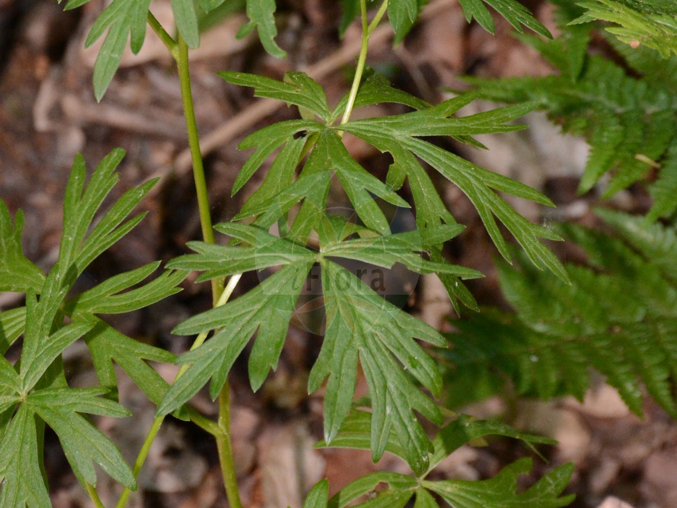 Aconitum variegatum - Ranunculaceae,Plantae,Pteridobiotina,Angiosperms,Ranunculales,Ranunculaceae,Aconitum,Aconitum variegatum,Aconitum album, Aconitum alpinum, Aconitum altigaleatum, Aconitum bernhardianum, Aconitum bulbiferum, Aconitum cammarum, Aconitum cammarum var. cynbulatum, Aconitum cammarum var. gracile, Aconitum cammarum var. judenbergense, Aconitum cammarum var. koscieliskanum, Aconitum cammarum var. tricoronense, Aconitum dominii, Aconitum flexuosum, Aconitum glabrum, Aconitum gracile, Aconitum gracile, Aconitum hamatum, Aconitum humile, Aconitum illinitum, Aconitum italicum, Aconitum judenbergense, Aconitum laciniosum, Aconitum laevigatum, Aconitum leucanthemum, Aconitum luridum, Aconitum macranthum, Aconitum mixtum, Aconitum odontandrum, Aconitum rhynchanthum, Aconitum rostratum, Aconitum variegatum f. albiflorum, Aconitum variegatum f. album, Aconitum variegatum f. angustilobum, Aconitum variegatum f. aquilonare, Aconitum variegatum f. bernhardianum, Aconitum variegatum f. macranthum, Aconitum variegatum f. pallidiflorum, Aconitum variegatum subsp. dominii, Aconitum variegatum subsp. gracile, Aconitum variegatum subsp. judenbergense, Aconitum variegatum subsp. rostratum, Aconitum variegatum var. carniolicum, Aconitum variegatum var. diffusum, Aconitum variegatum var. pilipes, Aconitum variegatum var. pilosiusculum, Aconitum variegatum var. rostratum, Aconitum variegatum var. saxonicum, Aconitum variegatum var. stiriacum, Aconitum variegatum var. tuberosum, Delphinium variegatum,Bunter Eisenhut;Gescheckter Eisenhut;Gewöhnlicher Bunter Eisenhut;Rispen-Eisenhut;Geschnäbelter Scheck-Eisenhut;Gewöhnlicher Scheck-Eisenhut;variegated monkshood;manchurian monkshood;Aconit à bec;Aconit panaché;Aconito screziato;аконит пёстрый;борец пёстрый;šareni jedić;tojad dzióbaty;pisana preobjeda;karcsú sisakvirág;oměj pestrý;oměj různobarvý;nap-lupesc;prilbica pestrá;аконіт зубчастотичинковий;аконіт строкатий;аконіт стрункий;синя самакитка
