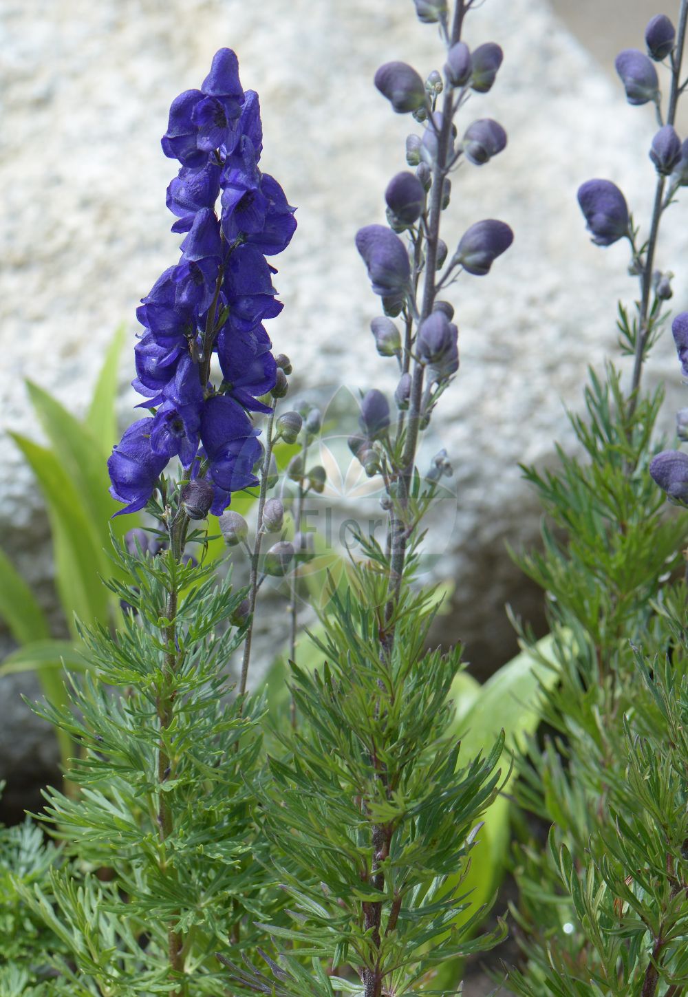Aconitum degenii - Ranunculaceae,Plantae,Pteridobiotina,Angiosperms,Ranunculales,Ranunculaceae,Aconitum,Aconitum degenii,Aconitum camarum, Aconitum cernuum, Aconitum flexicaule, Aconitum humile, Aconitum molle, Aconitum neomontanum, Aconitum paniculatum f. perkalabense, Aconitum paniculatum f. tenuifissum, Aconitum paniculatum var. czeremossicum, Aconitum parviflorum, Aconitum prutense, Aconitum reflexum, Aconitum wilemetianum, Cammarum paniculatum, Delphinium paniculatum