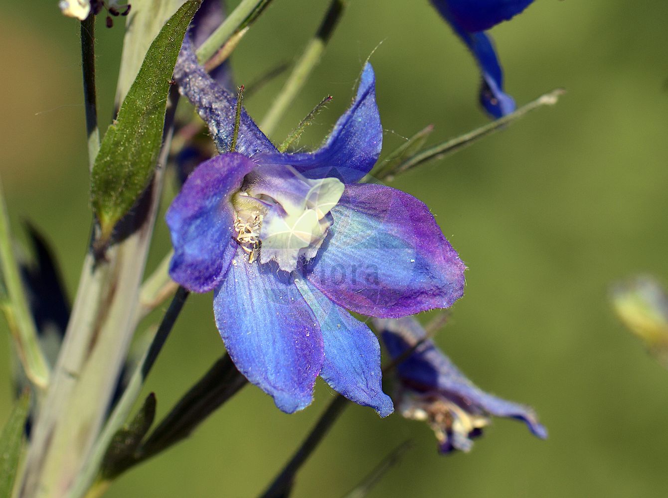 Delphinium elatum - Ranunculaceae,Plantae,Pteridobiotina,Angiosperms,Ranunculales,Ranunculaceae,Delphinium,Delphinium elatum,Delphinastrum elatum, Delphinastrum hybridum, Delphinastrum urceolatum, Delphinium alopecuroides, Delphinium alpinum var. hebecarpum, Delphinium atropurpureum, Delphinium belladonna, Delphinium clusianum, Delphinium cryophilum, Delphinium davuricum, Delphinium elatum f. grandiflorum, Delphinium elatum f. parviflorum, Delphinium elatum f. productum, Delphinium elatum subsp. bosniacum, Delphinium elatum subsp. cryophilum, Delphinium elatum subsp. macrotepalum, Delphinium elatum subsp. pubicaule, Delphinium elatum subsp. tiroliense, Delphinium elatum var. alpinum, Delphinium elatum var. belladonna, Delphinium elatum var. bosniacum, Delphinium elatum var. giganteum, Delphinium elatum var. glabrum, Delphinium elatum var. gracile, Delphinium elatum var. grandifolium, Delphinium elatum var. pubicaule, Delphinium elisabethae var. eglandulosum, Delphinium gratum, Delphinium hirsutum, Delphinium hispidum, Delphinium hybridum, Delphinium intermedium, Delphinium kioviense, Delphinium macrotepalum, Delphinium mixtum, Delphinium palmatifidum, Delphinium speciosum, Delphinium tauricum, Delphinium tiroliense, Delphinium urceolatum,Hoher Rittersporn;Gewöhnlicher Hoher Rittersporn;Österreichischer Hoher Rittersporn;Hoher-Rittersporn;Tiroler Rittersporn;Dauphinelle élevée;Speronella elevata;дельфиниум альпийский;дельфиниум высокий;живокость альпийская;живокость высокая;шпорник высокий;veliki kokotić;stor riddarsporre;stor riddersporre;ostróżka wyniosła;magas sarkantyúfű;stračka vyvýšená;stračonôžka vysoká;дельфіній;kõrge kukekannus;augstais gaiļpiesis;hageridderspore;isoritarinkannus;ушљивац;didysis pentinius