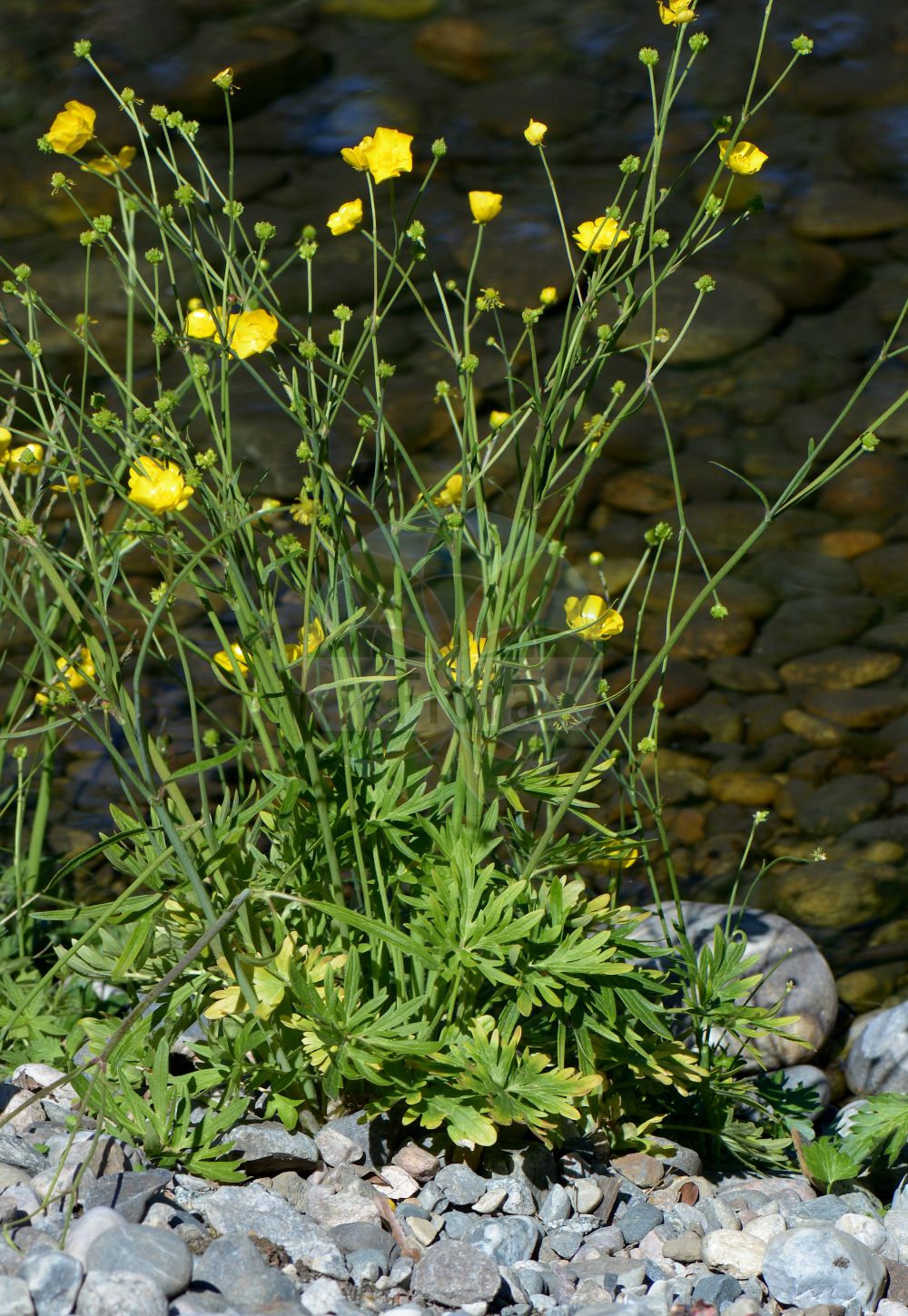 Ranunculus pygmaeus - Ranunculaceae,Plantae,Pteridobiotina,Angiosperms,Ranunculales,Ranunculaceae,Ranunculus,Ranunculus pygmaeus,Ranunculus areolatus, Ranunculus baerianus, Ranunculus pygmaeus subsp. pygmaeus, Ranunculus pygmaeus var. langeanus, Ranunculus pygmaeus var. petiolulatus, Ranunculus pygmaeus var. pygmaeus, Ranunculus tappeineri,Zwerg-Hahnenfuß;Renoncule naine;Ranuncolo pigmeo;лютик крошечный;dvärgranunkel;dværg-ranunkel;jaskier karłowaty;dvergsoleie;pikkuleinikki;dvergsóley
