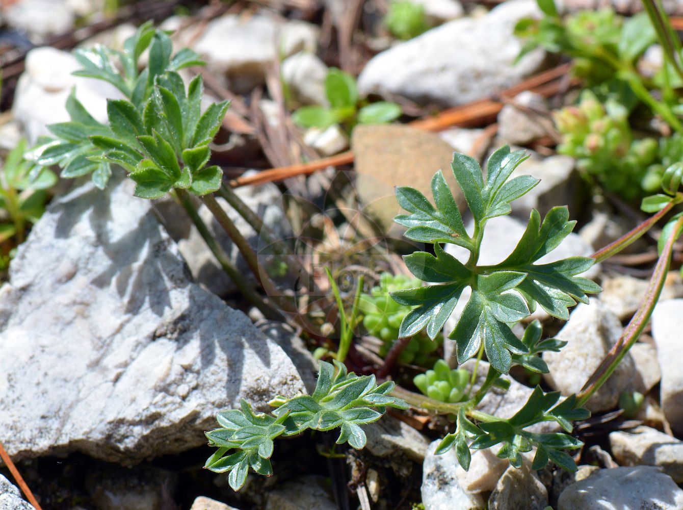 Ranunculus seguieri - Ranunculaceae,Plantae,Pteridobiotina,Angiosperms,Ranunculales,Ranunculaceae,Ranunculus,Ranunculus seguieri,Ranunculus columnae,Séguiers Hahnenfuß;Seguiers Hahnenfuß;Renoncule de Séguier;Ranuncolo di Séguier;лютик Сегье;Seguierijeva zlatnica