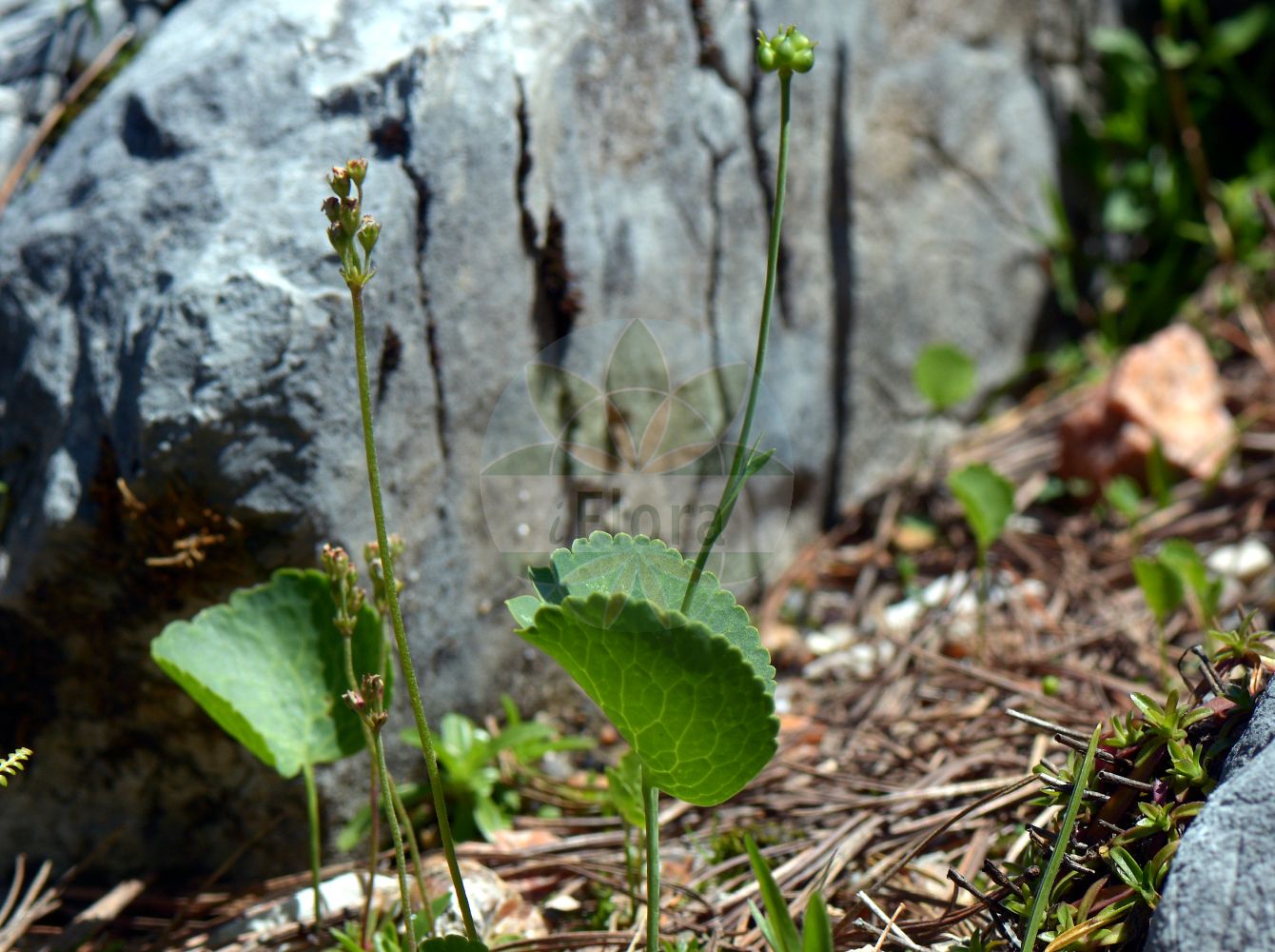 Ranunculus thora - Ranunculaceae,Plantae,Pteridobiotina,Angiosperms,Ranunculales,Ranunculaceae,Ranunculus,Ranunculus thora,Ranunculus insubricus, Ranunculus renifolius, Ranunculus schottii, Ranunculus scutatus, Ranunculus squamosus, Ranunculus tatrae, Thora venefica,Schildblatt-Hahnenfuß;Schildblättriger Hahnenfuß;Gift-Hahnenfuß;Renoncule thora;renoncule vénéneuse;Ranuncolo erba tora;ranuncolo erba-tora;лютик татрский;лютик тора;zhabinë;žabnjak kolovrc;jaskier okrągłolistny;opojna zlatica;ščitasta zlatica;жовтець татранський;љутиче