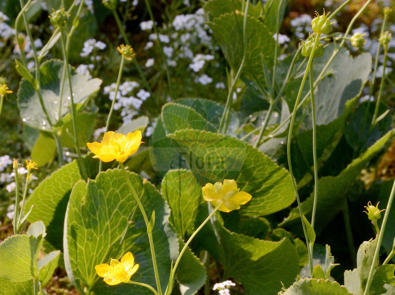 Ranunculus thora - Ranunculaceae,Plantae,Pteridobiotina,Angiosperms,Ranunculales,Ranunculaceae,Ranunculus,Ranunculus thora,Ranunculus insubricus, Ranunculus renifolius, Ranunculus schottii, Ranunculus scutatus, Ranunculus squamosus, Ranunculus tatrae, Thora venefica,Schildblatt-Hahnenfuß;Schildblättriger Hahnenfuß;Gift-Hahnenfuß;Renoncule thora;renoncule vénéneuse;Ranuncolo erba tora;ranuncolo erba-tora;лютик татрский;лютик тора;zhabinë;žabnjak kolovrc;jaskier okrągłolistny;opojna zlatica;ščitasta zlatica;жовтець татранський;љутиче