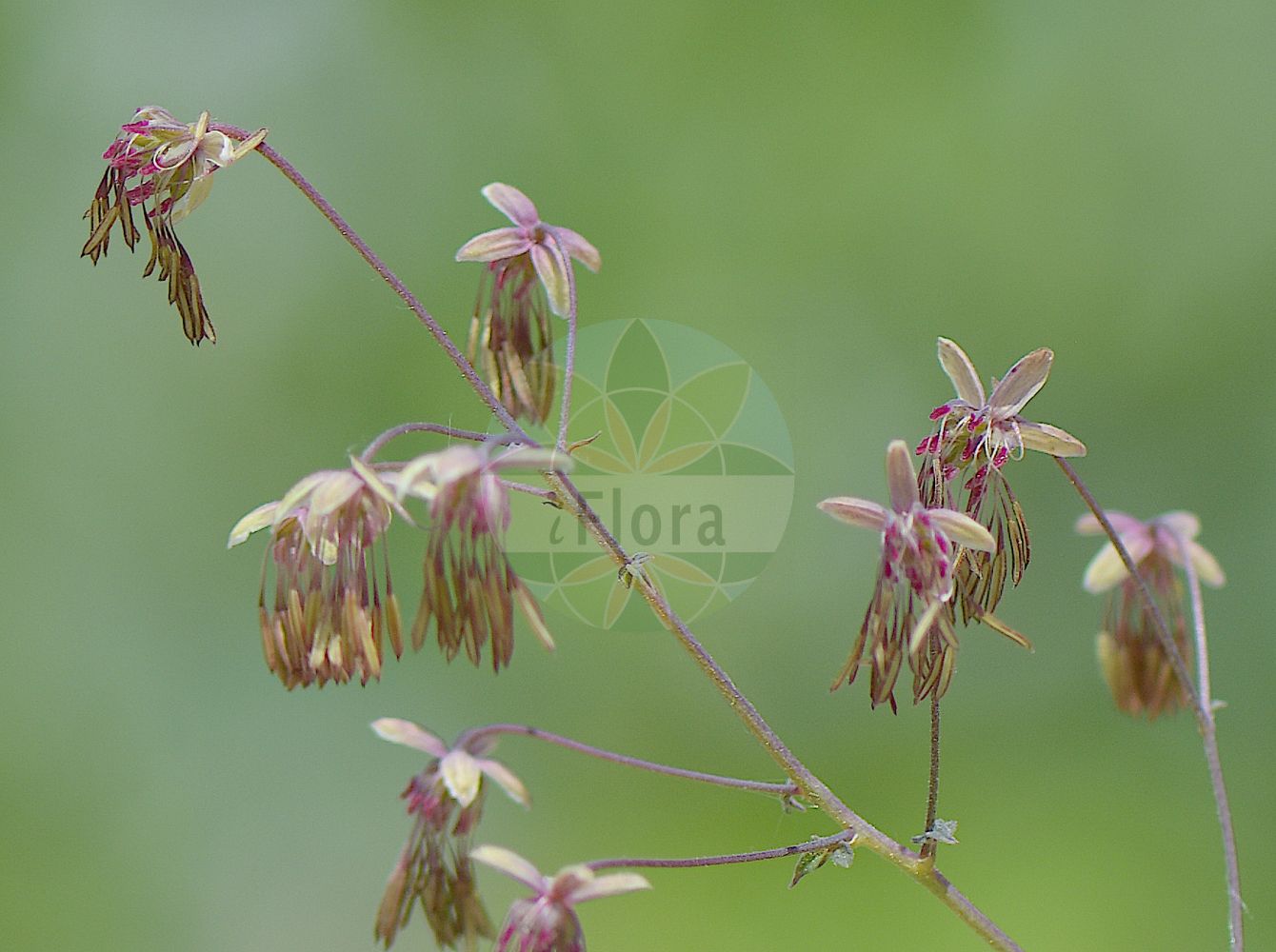 Thalictrum foetidum - Ranunculaceae,Plantae,Pteridobiotina,Angiosperms,Ranunculales,Ranunculaceae,Thalictrum,Thalictrum foetidum,Thalictrum alpestre, Thalictrum brachycarpum, Thalictrum foetidum var. foetidum, Thalictrum gracile, Thalictrum minus var. foetidum, Thalictrum minus var. glandulosum, Thalictrum styloideum, Thalictrum vaginatum,Stinkende Wiesenraute;Pigamon fétide;Pigamo puzzolente;василистник вонючий;delialan maydonozu;smrdljiva metiljka;mossruta;sziklai borkóró;žluťucha smrdutá;žltuška smradľavá;рутвиця смердюча;вонящо обичниче;xiàn máo táng sōng cǎo;腺毛唐松草