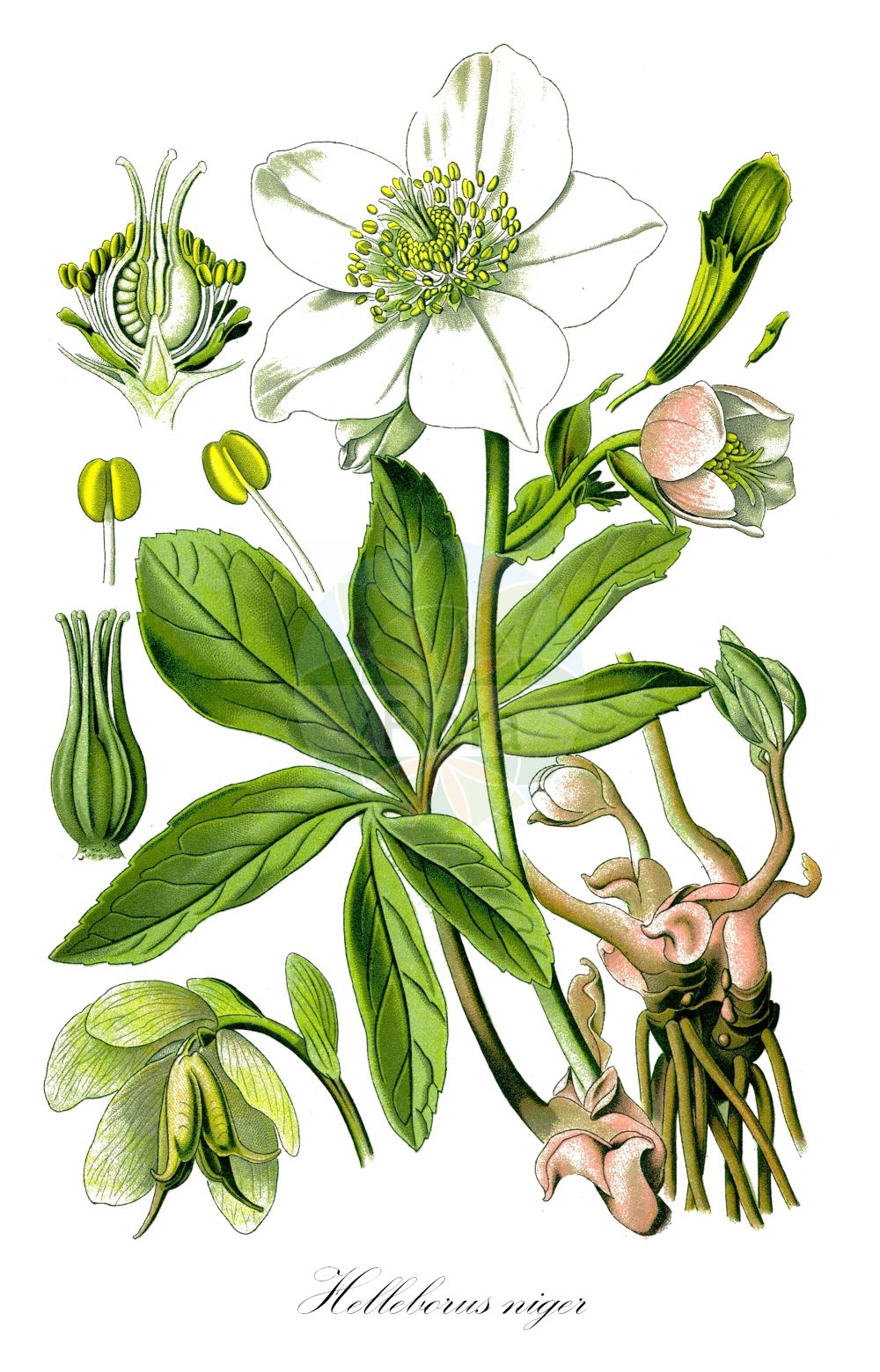 Helleborus niger - Ranunculaceae,Plantae,Pteridobiotina,Angiosperms,Ranunculales,Ranunculaceae,Helleborus,Helleborus niger,Helleborus altifolius, Helleborus grandiflorus,Schwarze Nieswurz;Schneerose;Schneeblume;Weihnachtsrose;Christblume;Eisblume;Christrose;black hellebore;christmas rose;Hellébore noir;Rose de Noël;ellébore noir;Elleboro bianco;Rosa di Natale;elabro nero;elleboro nero;zwarte nieswortel;kerstroos;морозник чёрный;shpendra e zezë;crni kukurijek;julrus;julros;hvid julerose;ciemiernik biały;ciemiernik czarny;hereborusu;kurisumasu-rôzu;renten-rôzu;クリスマスローズ;ヘレボルス;レンテンローズ;ćrni teloh;fekete hunyor;čemeřice černá;spînz;čemerica čierna;чемерник чорний;julerose;vaaleajouluruusu;црни кукурек