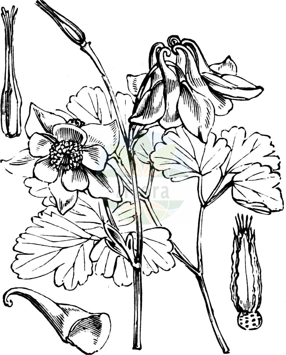 Aquilegia vulgaris - Ranunculaceae,Plantae,Pteridobiotina,Angiosperms,Ranunculales,Ranunculaceae,Aquilegia,Aquilegia vulgaris,Aquilegia alba, Aquilegia arbascensis, Aquilegia bertolonii var. parviflora, Aquilegia collina, Aquilegia corniculata, Aquilegia cornuta, Aquilegia cyclophylla, Aquilegia dumeticola, Aquilegia ebneri, Aquilegia ecalcarata, Aquilegia eynensis, Aquilegia glaucescens, Aquilegia glaucophylla, Aquilegia huteri, Aquilegia inversa, Aquilegia longisepala, Aquilegia mollis, Aquilegia nemoralis, Aquilegia nigricans var. ebneri, Aquilegia nivea, Aquilegia ochroleuca, Aquilegia platysepala, Aquilegia plena, Aquilegia praecox, Aquilegia recticornu, Aquilegia ruscinonensis, Aquilegia silvestris, Aquilegia speciosa, Aquilegia stellata, Aquilegia subalpina, Aquilegia sylvestris, Aquilegia versicolor, Aquilegia vulgaris f. aggericola, Aquilegia vulgaris f. arbascensis, Aquilegia vulgaris f. collina, Aquilegia vulgaris f. cornuta, Aquilegia vulgaris f. cyclophylla, Aquilegia vulgaris f. dumeticola, Aquilegia vulgaris f. mollis, Aquilegia vulgaris f. nemoralis, Aquilegia vulgaris f. praecox, Aquilegia vulgaris f. ruscinonensis, Aquilegia vulgaris f. subalpina, Aquilegia vulgaris subsp. hispanica, Aquilegia vulgaris subsp. subalpina, Aquilegia vulgaris var. aggericola, Aquilegia vulgaris var. albiflora, Aquilegia vulgaris var. arbascensis, Aquilegia vulgaris var. collina, Aquilegia vulgaris var. corniculata, Aquilegia vulgaris var. cyclophylla, Aquilegia vulgaris var. dumeticola, Aquilegia vulgaris var. ebneri, Aquilegia vulgaris var. elegans, Aquilegia vulgaris var. eynensis, Aquilegia vulgaris var. glabella, Aquilegia vulgaris var. glabra, Aquilegia vulgaris var. glandulosopilosa, Aquilegia vulgaris var. hispanica, Aquilegia vulgaris var. huteri, Aquilegia vulgaris var. incisa, Aquilegia vulgaris var. longisepala, Aquilegia vulgaris var. longisepala, Aquilegia vulgaris var. mollis, Aquilegia vulgaris var. nemoralis, Aquilegia vulgaris var. nivea, Aquilegia vulgaris var. notabilis, Aquilegia vulgaris var. ochroleuca, Aquilegia vulgaris var. parviflora, Aquilegia vulgaris var. platysepala, Aquilegia vulgaris var. praecox, Aquilegia vulgaris var. pratensis, Aquilegia vulgaris var. pseudoatrata, Aquilegia vulgaris var. rifiensis, Aquilegia vulgaris var. ruscinonensis, Aquilegia vulgaris var. stellata, Aquilegia vulgaris var. subalpina, Aquilegia vulgaris var. subtomentosa, Aquilegia vulgaris var. sylvestris, Aquilegia vulgaris var. varia, Aquilegia winterbottomiana, Aquilina vulgaris,Gewöhnliche Akelei;Dunkle Akelei;Schwarzviolette Akelei;Schwarze Akelei;Gemeine Akelei;columbine;ancolie vulgaire;european columbine;Ancolie commune;ancolie commune de Corse;ancolie vulgaire;aiglantine;bonne dame;bonne femme;clochette;colombine;cornette;galantine;gants-de-Notre-Dame;gonneau;manteau royal;aguileña;aquileña;capa de rey;clérigos;clérigos boca abajo;farolillos;flor de los celos;frailes boca abajo;manto real;pajarilla;palomilla;palominera;pelécanos;pelícanos;Aquilegia comune;wilde akelei;aquilégia;columbina;erva-pombinha;fidalguinhos;luvas-de-nossa-senhora;pombinhos;roquete;viúvas;водосбор обыкновенный;akilega e zakonshme;kanilqyqe;kolumbina;aliguenya;badola;bonet blau;bonet de capella;corniol;corniol vulgar;corns;guants de perfetamor;ocellets;perfetamor;obični pakujac;akleja;akeleje;orlik pospolity;akiregia;itokuri-sô;アキレギア;イトクリソウ;navadna orlica;közönséges harangláb;orlíček obecný;căldăruşă;orlíček obyčajný;orlíček pospolitý;орлики звичайні;обикновен кандилка;синя ведрица;harilik kurekell;parastā ozolīte;akeleie;lehtoakileja;кандилица;кандилка;попина капица;paprastasis sinavadas;kuku-belarra;kukuprraka