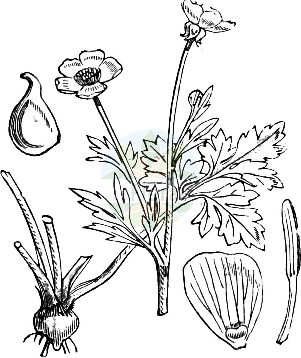 Ranunculus bulbosus - Ranunculaceae,Plantae,Pteridobiotina,Angiosperms,Ranunculales,Ranunculaceae,Ranunculus,Ranunculus bulbosus,Ranunculastrum albonaevum, Ranunculastrum bulbiferum, Ranunculastrum bulbosum, Ranunculastrum sparsipilum, Ranunculastrum valdepubens, Ranunculus albonaevus, Ranunculus anemonerhizos, Ranunculus brachiatus, Ranunculus bulbifer, Ranunculus bulbosus f. linearis, Ranunculus bulbosus subsp. cacuminalis, Ranunculus bulbosus var. bulbosus, Ranunculus bulbosus var. dissectus, Ranunculus bulbosus var. osiae, Ranunculus bulbosus var. valdepubens, Ranunculus cibiniensis, Ranunculus heucherifolius, Ranunculus hornemannii, Ranunculus pseudoaleae, Ranunculus rapaceus, Ranunculus sennenii, Ranunculus sparsipilus, Ranunculus valdepubens, Ranunculus villiferus,Knolliger Hahnenfuß;bulbous buttercup;renoncule bulbeuse;st. anthony's turnip;Renoncule bulbeuse;rave de Saint Antoine;bouton d'or;pied de corbin;pied de coq;ranunculo bulboso;hierba velluda;ranúnculo bulboso;botón de oro;cazoleta;pata de gallina;pie cervino;pie de gato;ranúnculo tuberoso;Ranuncolo bulboso;ranuncolo bolboso;knol-boterbloem;knolboterbloem;ranúnculo-bulboso;лютик клубненосный;лютик луковичный;düğmeli çingotu;zhabinë;zhabinë e egër;botó d'or;ranuncle bulbós;lukovičasti žabnjak;knöl-smörblomma;knölsmörblomma;knold-ranunkel;jaskier bulwkowy;gomoljasta zlatica;hagymás boglárka;pryskyřník hlíznatý;iskerník hľuznatý;жовтець бульбистий;луковично лютиче;mugultulikas;sīpoliņu gundega;knollsoleie;mäkileinikki;булница;дебела јаспра;јаспра дебела;gumbuotasis vėdrynas;urdan-belarra;urrebotoia