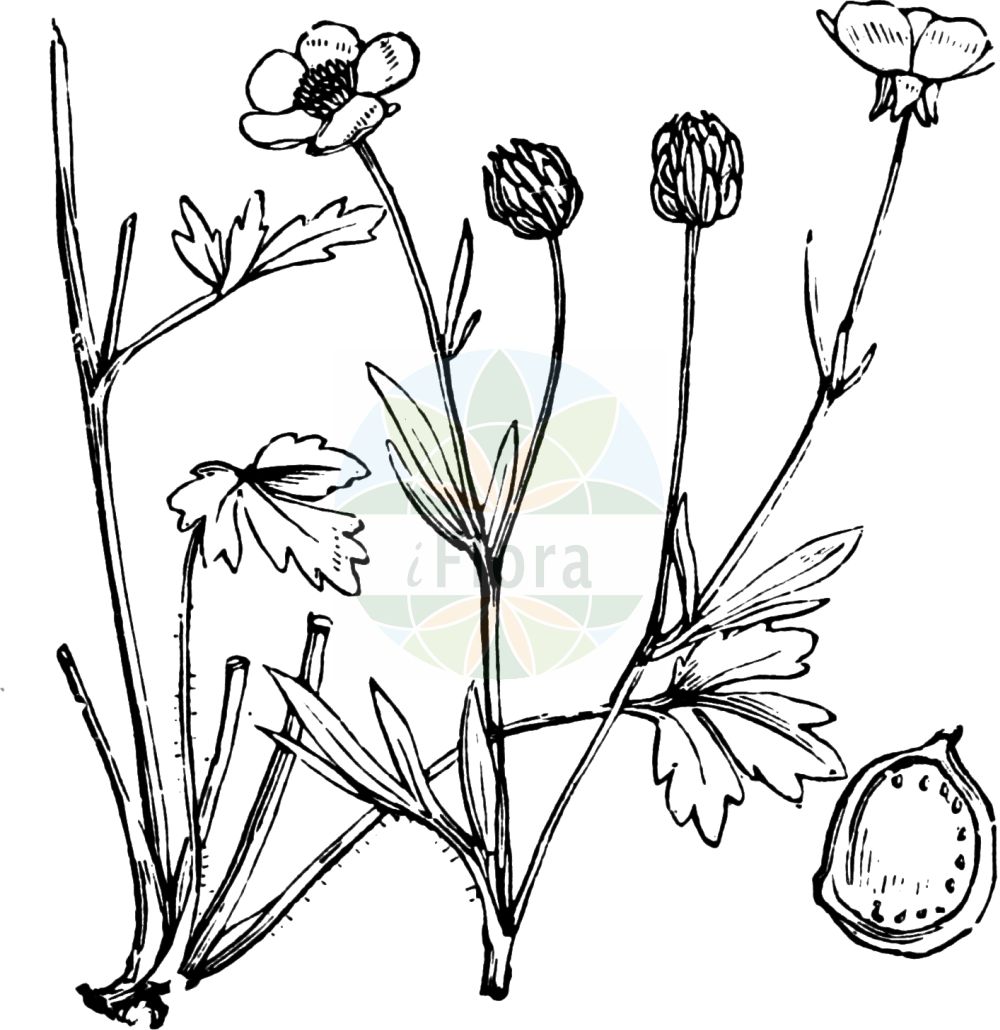 Ranunculus sardous - Ranunculaceae,Plantae,Pteridobiotina,Angiosperms,Ranunculales,Ranunculaceae,Ranunculus,Ranunculus sardous,Batrachium intermedium, Notophilus vulgaris, Ranunculus aggregatus, Ranunculus agrarius, Ranunculus apioides, Ranunculus dulcis, Ranunculus hirsutus, Ranunculus palensis, Ranunculus pallidior, Ranunculus pallidus, Ranunculus parvulus, Ranunculus pedunculatus, Ranunculus philonotis, Ranunculus pseudobulbosus, Ranunculus pseudohirsutus, Ranunculus pumilus, Ranunculus sardous subsp. laevis, Ranunculus sardous var. pseudobulbosus, Ranunculus subtrifolius, Ranunculus xatardi,Sardischer Hahnenfuß;Sardinischer Hahnenfuß;Rauer Hahnenfuß;Rauhaariger Hahnenfuß;hairy buttercup;Renoncule sarde;renoncule des marais;renoncules des mares;renoncule des mares;renoncule sardonie;sardonie;Ranuncolo sardo;ranunculo sardo;stroscione;herba di San Martino;behaarde boterbloem;moerasboterbloem;лютик ложноклубневой;лютик сардинский;yitik yağotu;zhabinë;zhabinë e Sardenjës;ranuncle sard;sardinijski žabnjak;syd-smörblomma;sydsmörblomma;stivhåret ranunkel;jaskier łagodny;jaskier sardyński;ibomi-kinpôge;イボミキンポウゲ;srhkodlakava zlatica;buborcs boglárka;pryskyřník sardinský;piciorul cocoșului;iskerník sardínsky;жовтець несправжньобульбистий;жовтець сардинський;сардинско лютиче;Sardiinia tulikas;Sardīnijas gundega;ballastsoleie;etelänleinikki;обични љутић;sardininis vėdrynas