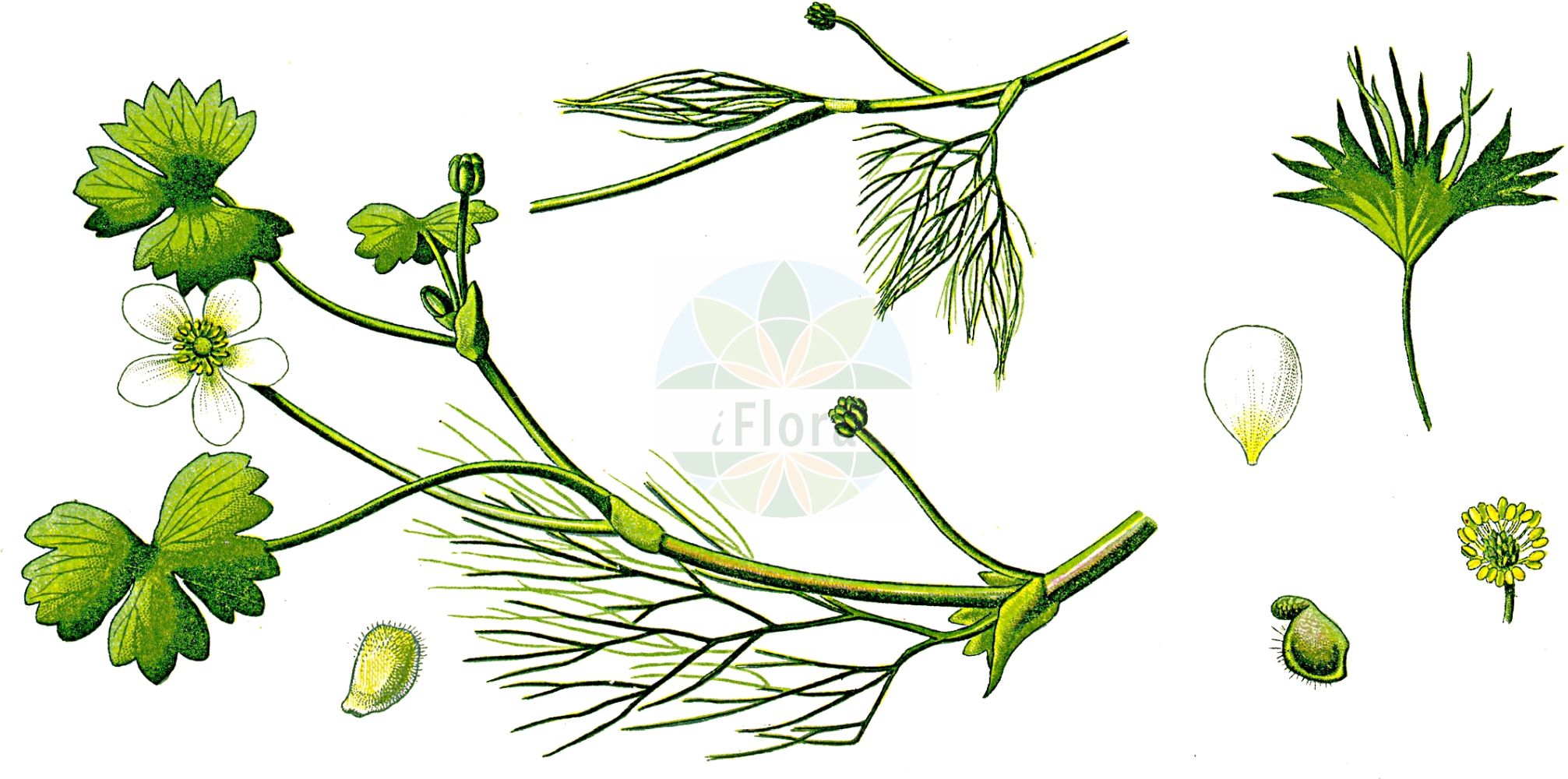 Ranunculus - Ranunculaceae,Biota,Plantae,Pteridobiotina,Tracheophyta,Magnoliopsida,Ranunculales,Ranunculaceae,Ranunculoideae,Ranunculus,Aphanostemma, Aspidophyllum, Batrachium, Buschia, Casalea, Cynomorbium, Cyprianthe, Flammula, Gampsoceras, Glossophyllum, Hecatonia, Hericinia, Ionosmanthus, Kumlienia, Leuconoe, Notophilus, Pachyloma, Pfundia, Ranula, Ranunculastrum, Rhopalopodium, Scotanum, Stylurus, Thora, Xerodera, Xiphocoma