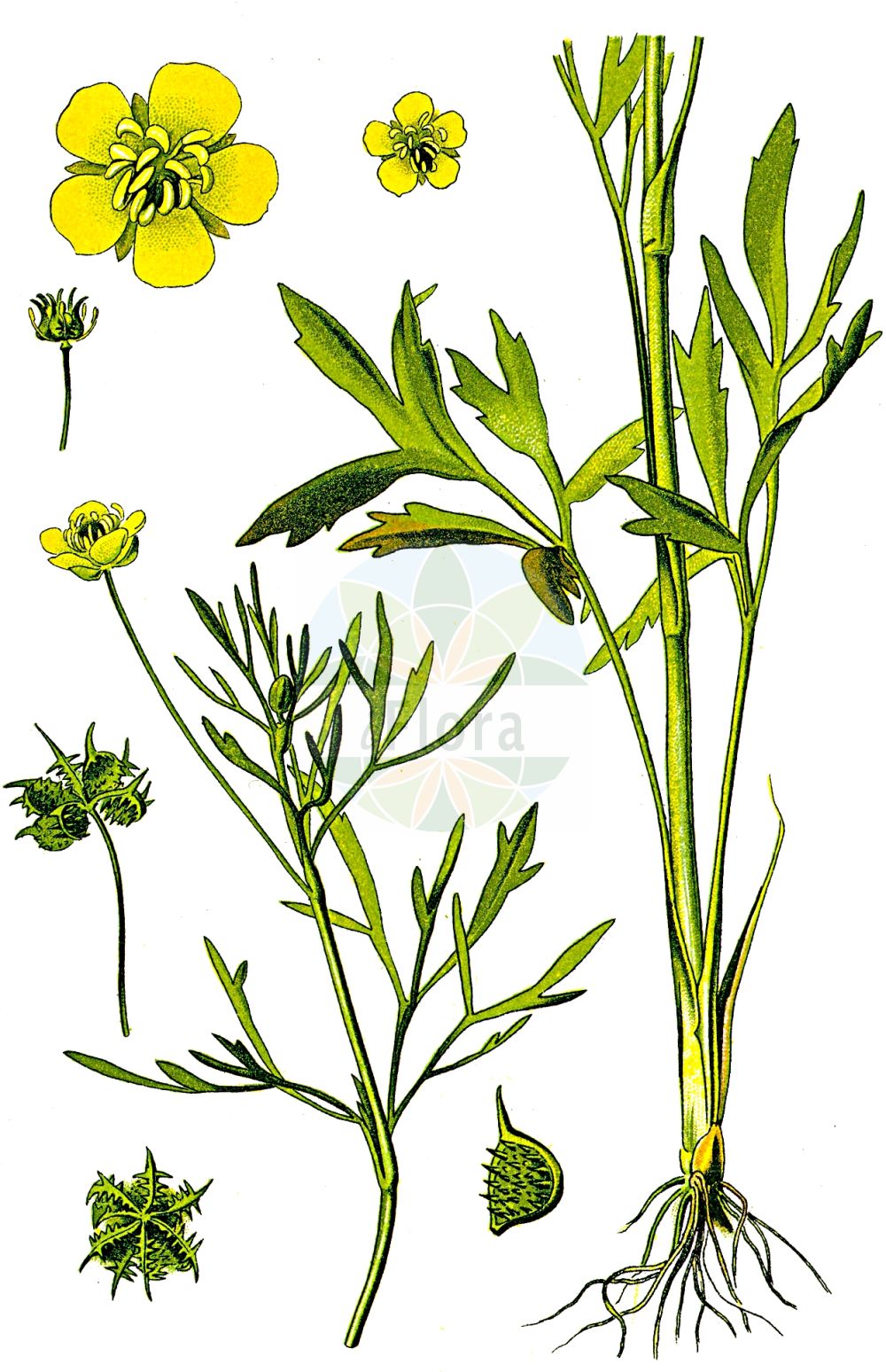Ranunculus arvensis - Ranunculaceae,Plantae,Pteridobiotina,Angiosperms,Ranunculales,Ranunculaceae,Ranunculus,Ranunculus arvensis,Cynomorbium heterophyllum, Hericinia arvensis, Pachyloma arvense, Pfundia arvensis, Ranunculus arvensis var. arvensis, Ranunculus arvensis var. tuberculatus, Ranunculus curvirostratus, Ranunculus echinatus, Ranunculus fernandezii, Ranunculus reticulatus, Ranunculus segetalis, Ranunculus tuberculatus,Acker-Hahnenfuß;corn buttercup;corn crowfoot;european field buttercup;field buttercup;hunger weed;Renoncule des champs;pied de poule;chausse-trape des blés;bassinet des champs;chausse-trape;ranunculo de los campos;ranunculo arvense;amorios;raminculo;ranúnculo arvense;ranúnculo de los campos;abrojos;coronilla de la Virgen;gata rabiosa;hierba del amor;ramincolo;Ranuncolo dei campi;ranuncolo arvense;akker-boterbloem;akkerboterbloem;pataloco;patalôco;ranúnculo-dos-campos;лютик полевой;mustafa çiçeği;zhabinë;zhabinë e arës;herba de l'amor;ranuncle arvense;poljski žabnjak;åker-ranunkel;åkerranunkel;ager-ranunkel;jaskier odłogowy;jaskier polny;njivska zlatica;vetési boglárka;pryskyřník rolní;piciorul cocoșului de semănături;iskerník roľný;жовтець польовий;полско лютиче;piggsoleie;peltoleinikki;јаспра;новчић;њивски љутић;пољски жабњак;nurit hassadeh;נוּרִית הַשָּׂדֶה;tián yě máo gèn;田野毛茛