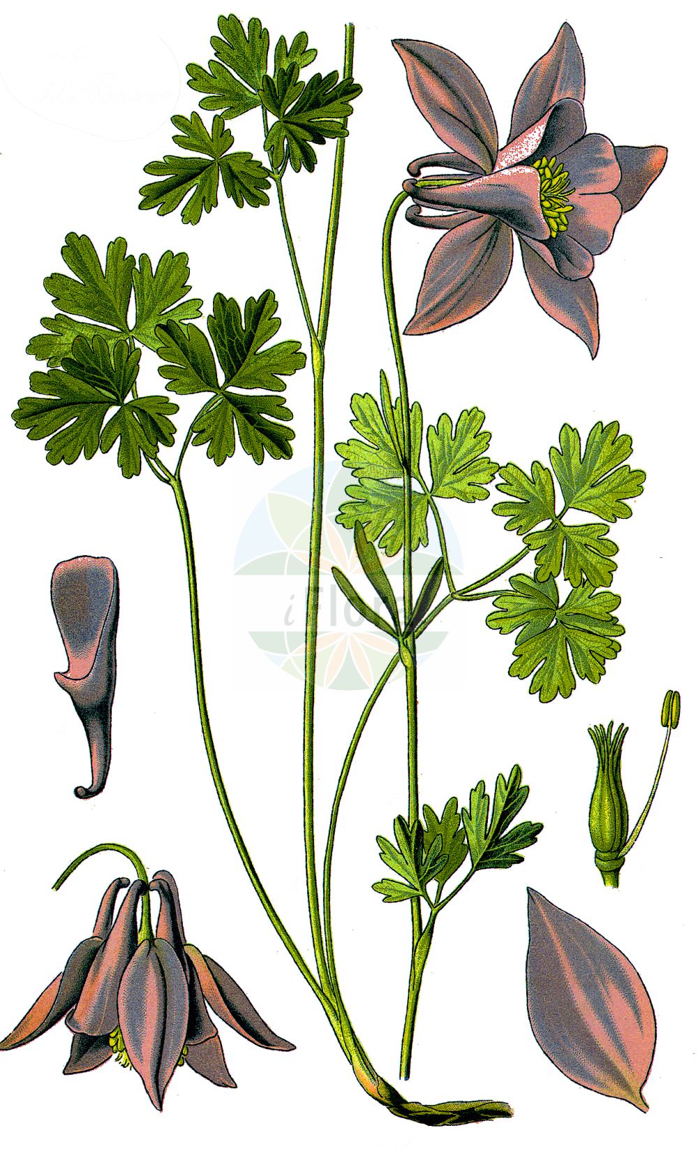 Aquilegia alpina - Ranunculaceae,Plantae,Pteridobiotina,Angiosperms,Ranunculales,Ranunculaceae,Aquilegia,Aquilegia alpina,Aquilegia alpina f. gracilis, Aquilegia alpina var. minor, Aquilegia montana, Aquilegia reuteriana, Aquilegia vulgaris subsp. alpina,Alpen-Akelei;Ancolie des Alpes;Aquilegia maggiore;aquilegia alpina;аквилегия альпийская