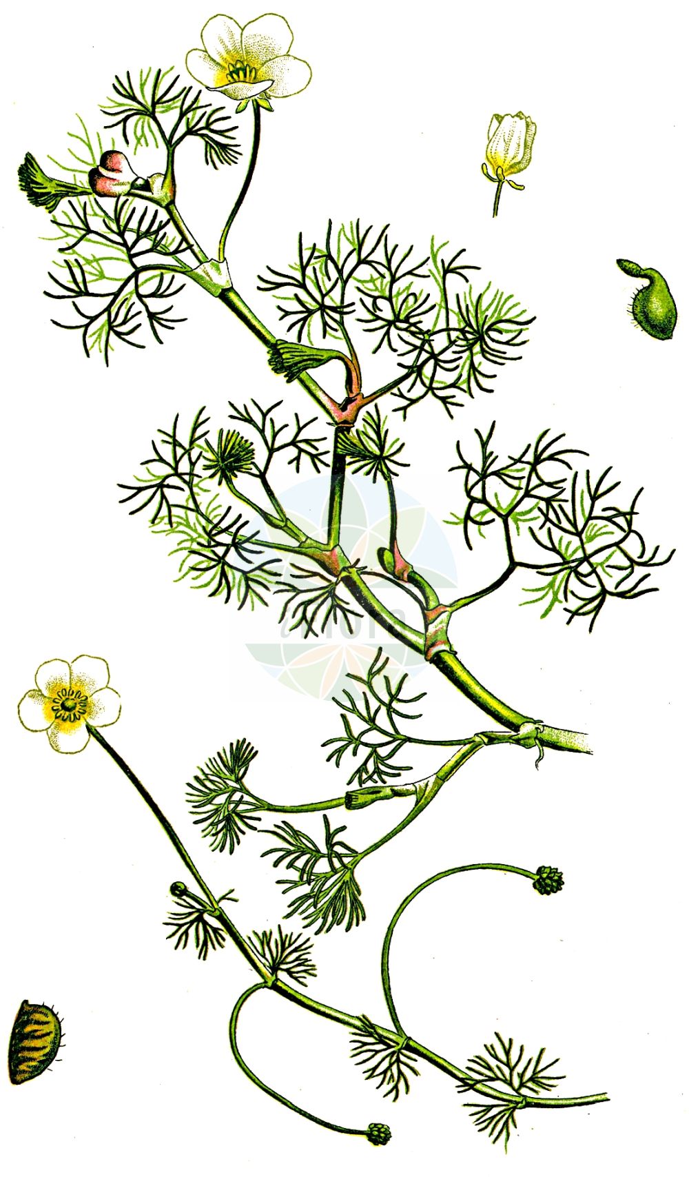 Ranunculus circinatus - Ranunculaceae,Plantae,Pteridobiotina,Angiosperms,Ranunculales,Ranunculaceae,Ranunculus,Ranunculus circinatus,Batrachium caespitosum, Batrachium circinatum, Batrachium circinatum var. terrestre, Batrachium foeniculaceum, Ranunculus aquatilis var. stagnatilis, Ranunculus circinnatoides, Ranunculus foeniculaceus, Ranunculus hydrocharis var. stagnatilis, Ranunculus pumilus, Ranunculus stagnatilis,Spreizender Wasser-Hahnenfuß;Spreizender Hahnenfuß;Spreizender Wasserhahnenfuß;fan-leaved water-crowfoot;fan-leaved crowfoot;rigid-leaved crowfoot;Renoncule en crosse;renoncule à feuilles divariquées;renoncule à lanières raides;renoncule divariquée;Ranuncolo circinnato;ranunculo soldinello;stijve waterranonkel;лютик жестколистый;шелковник жестколистный;raskrečeni žabnjak;hjulmöja;redsbladet vandranunkel;jaskier krążkolistny;włosienicznik krążkolistny;razkrečenolistna vodna zlatica;nagy víziboglárka;lakušník okrouhlý;močiarka okrúhla;водяний жовтець фенхелевидний;sõõr-särjesilm;apaļā ūdensgundega;hjulvassoleie;pyörösätkin;standžialapė kurklė;standžialapis vėdrynas