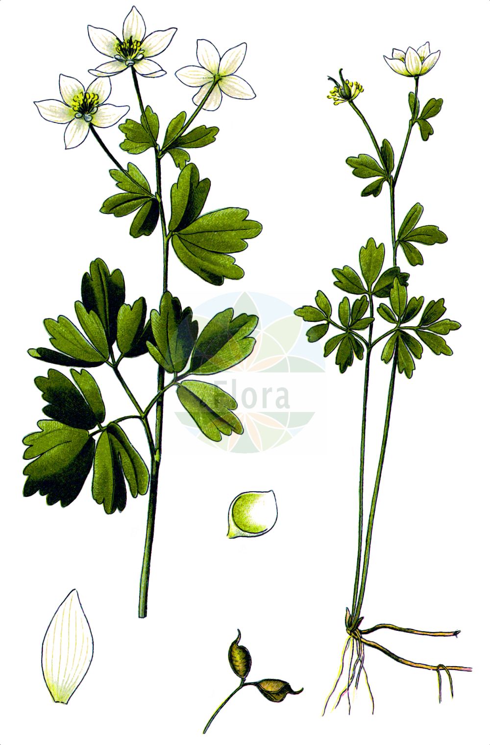 Isopyrum thalictroides - Ranunculaceae,Plantae,Pteridobiotina,Angiosperms,Ranunculales,Ranunculaceae,Isopyrum,Isopyrum thalictroides,Aquilegia aquilegioides, Aquilegia thalictroides, Fontanella tertiaria, Helleborus thalictroides, Isopyrum album, Isopyrum aquilegioides, Isopyrum thalictrifolium, Olfa thalictrifolia, Thalictrella thalictroides,Muschelblümchen;Wiesenrautenähnliches Muschelblümchen;Wiesenrauten-Muschelblümchen;Isopyre commun;isopyre faux-pigamon;Isopiro comune;василисничек василисниковый;равноплодник василистниковый;šumska pužarka;vitsippsruta;zdrojówka rutewkowata;navadna polžarka;erdei galambvirág;zapalice žluťuchovitá;gainusă;veterník žltuškovitý;кокошка;минђушица;минћушица;trilapė bligna